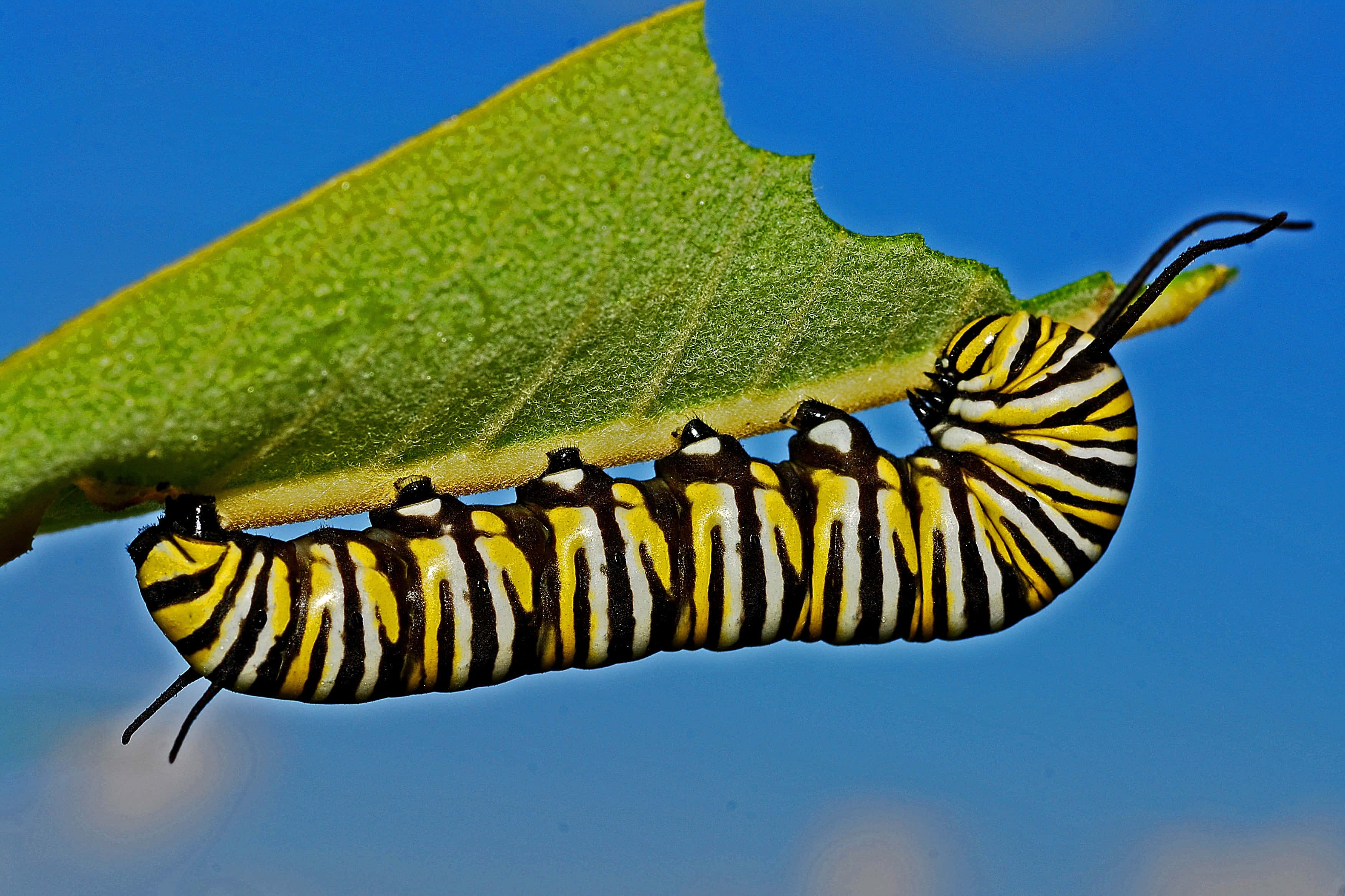 Butterfly Metamorphosis 桌布 壁紙 — 一條充滿活力的帝王斑蝶幼蟲，帶有鮮明的黃、黑、白條紋，緊貼在一片綠葉上，背景是清澈的藍天。