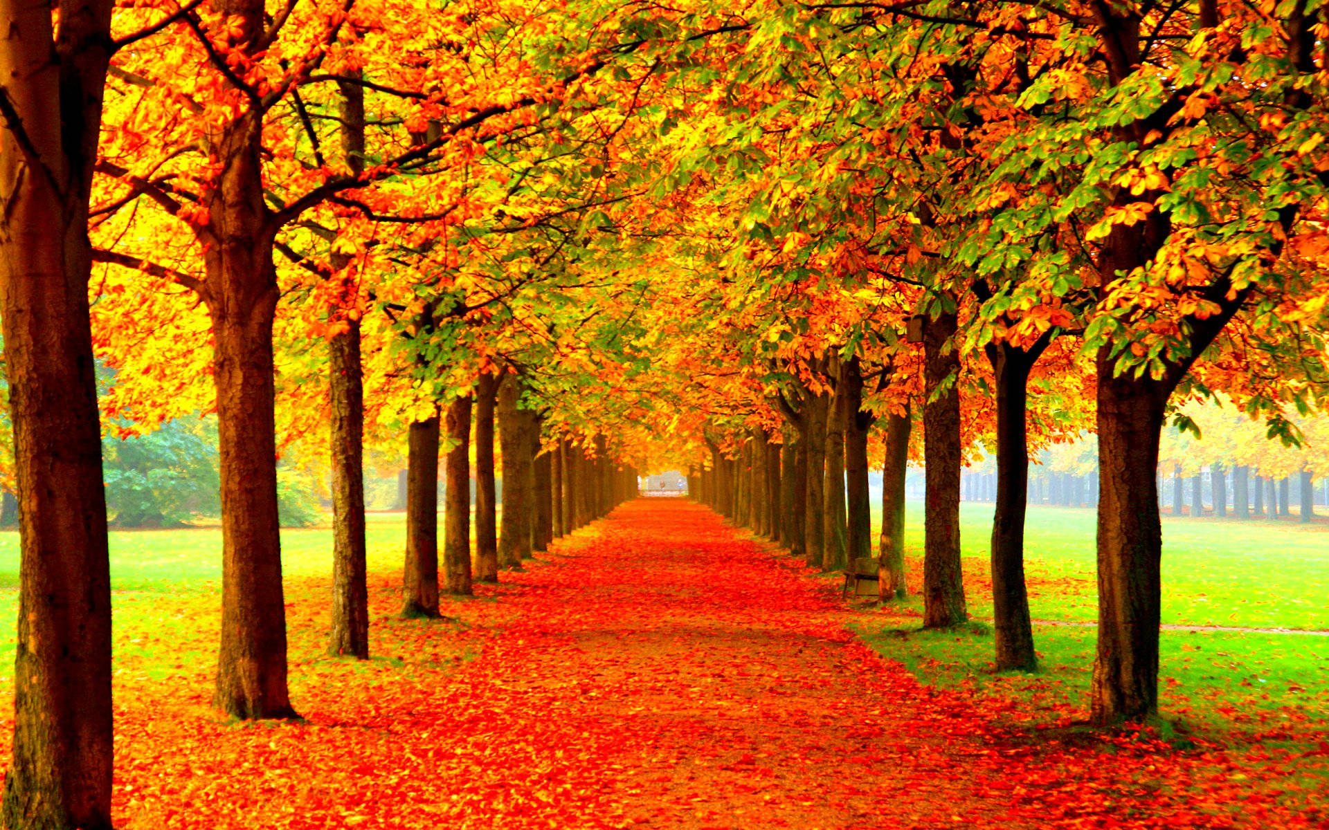 Autumn Season 桌布 壁紙 — 一條充滿活力的秋天小徑，兩旁樹木的金黃葉子以火紅和橙色鋪滿地面。