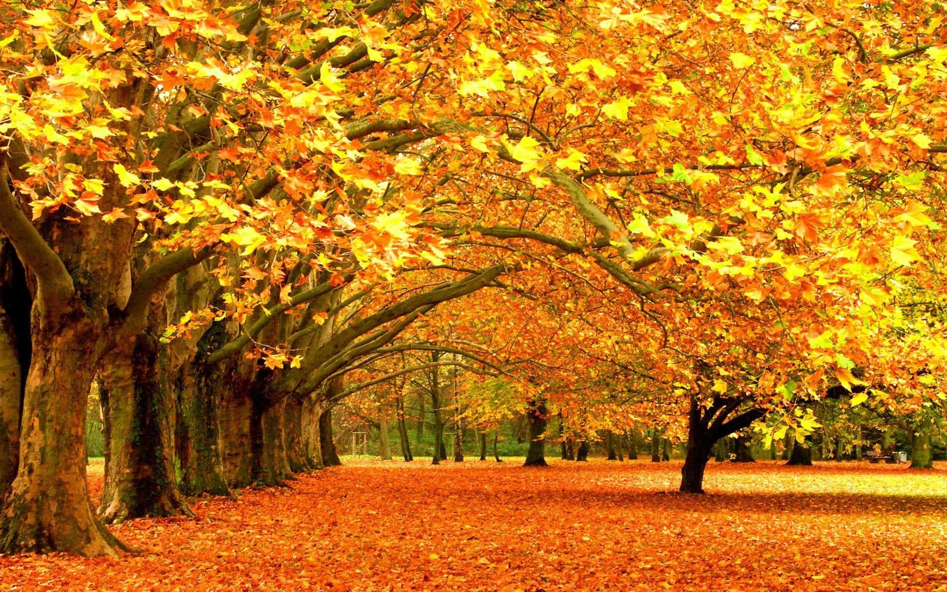 Fall Trees 桌布 壁紙 — 一條充滿活力的秋天小徑，兩旁樹木的金色樹葉在頭頂拱起，地上鋪滿了濃郁的橙色色調。