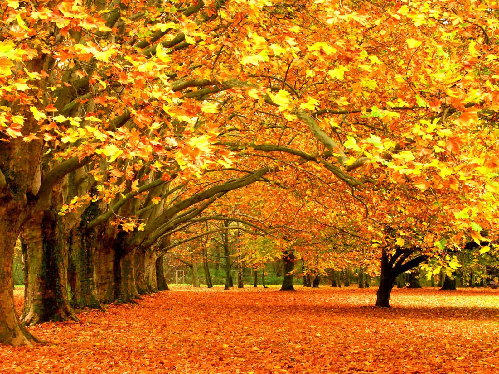 Fall Nature 桌布 壁紙 — 一條充滿活力的秋天小徑，兩旁樹木的金色樹葉在頭頂拱起，地面鋪滿了濃郁的橙色色調。
