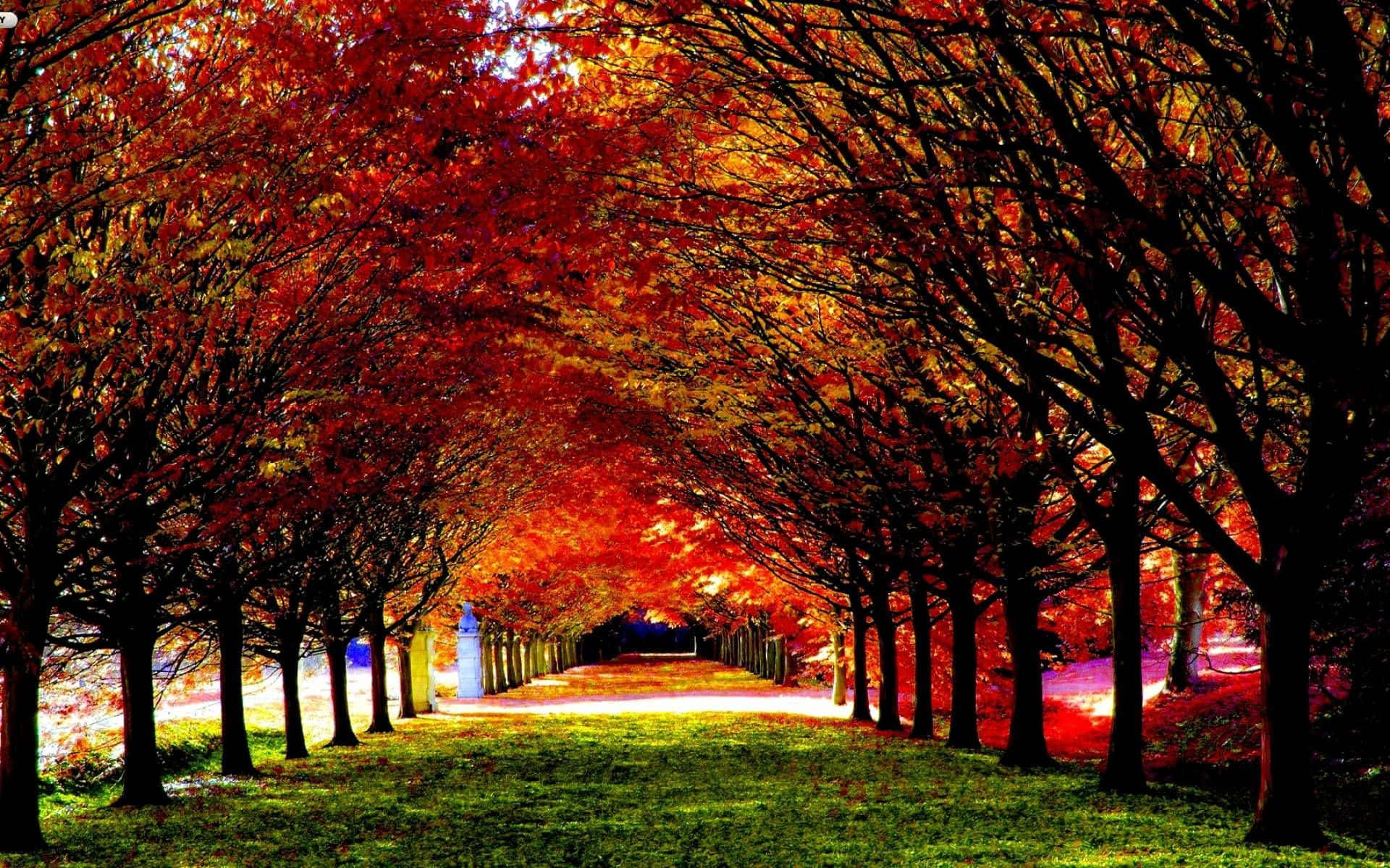 Best Autumn 桌布 壁紙 — 一條充滿活力的秋天小徑，兩旁火紅的樹木在頭頂拱起，形成一條色彩隧道。