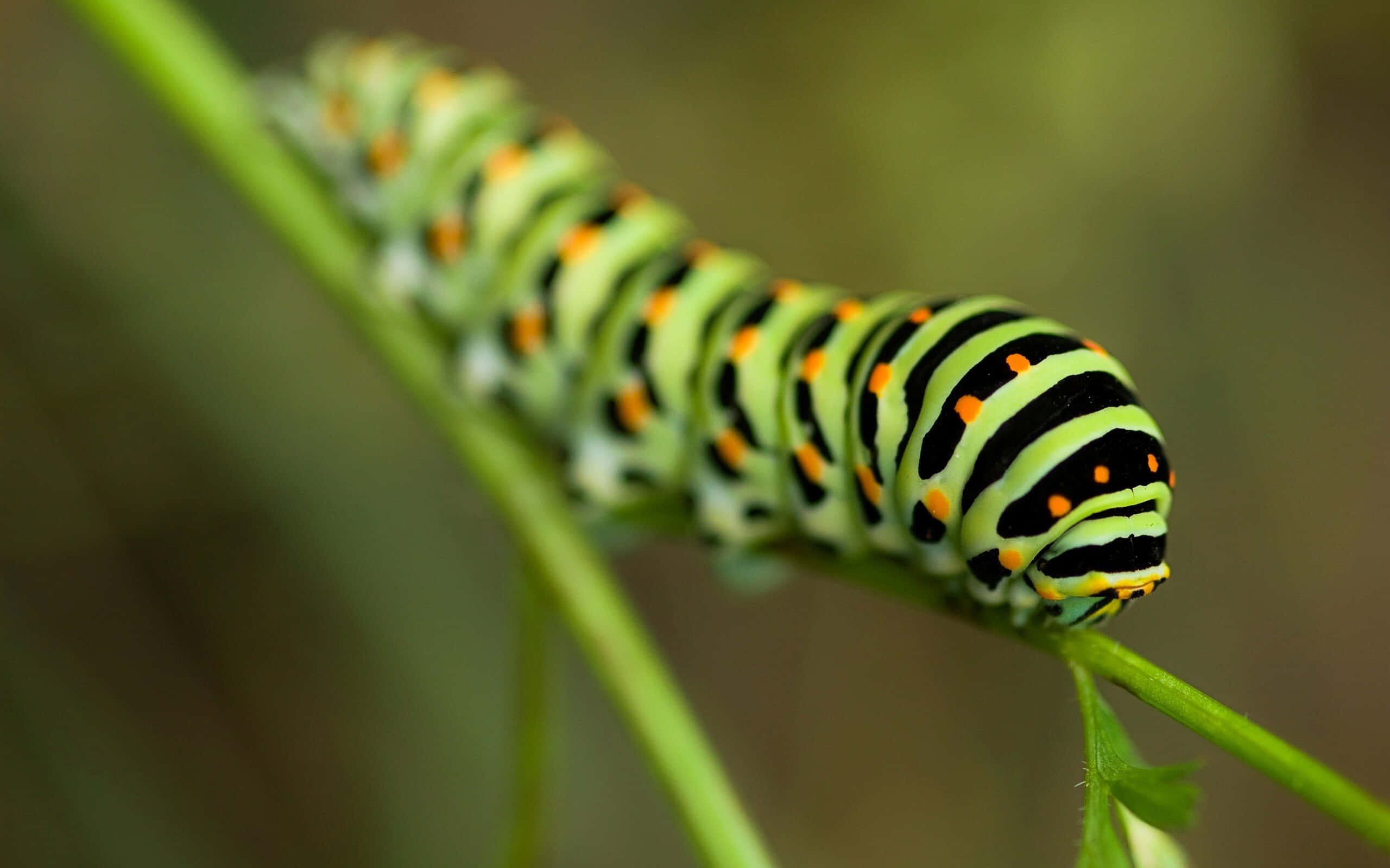 Caterpillar Transformation 桌布 壁紙 — 一條充滿活力的綠色、黑色和橙色毛蟲，沿著纖細的綠色莖幹爬行，背景是柔和模糊的自然環境。