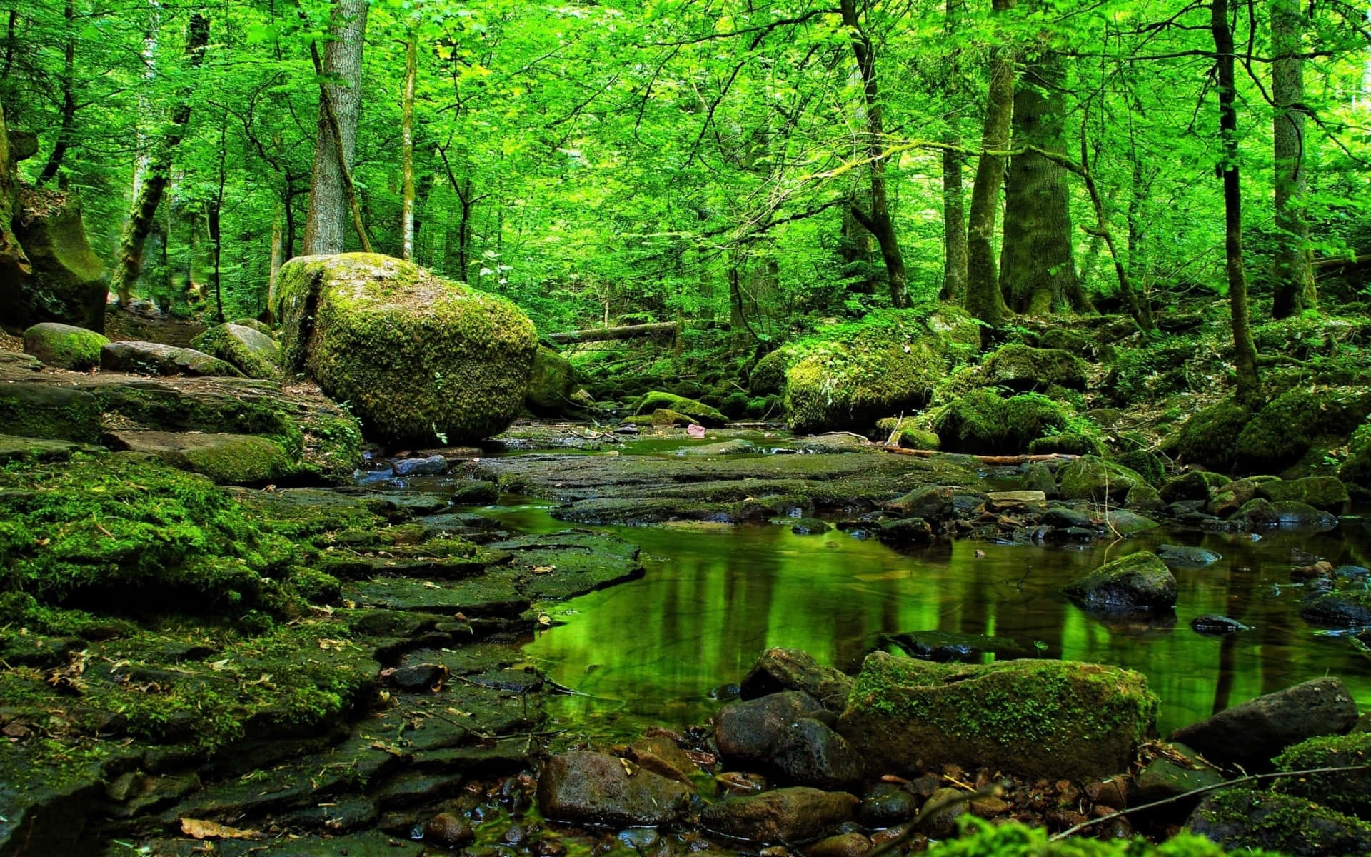 Green Forest 桌布 壁紙 — 一條充滿活力的綠色森林溪流蜿蜒穿過長滿苔蘚的岩石，上方是茂密的樹冠。