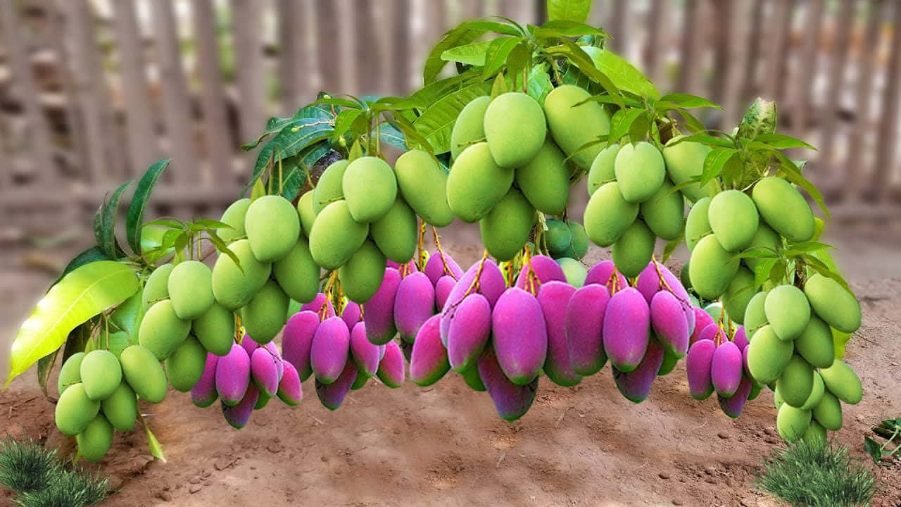 Blue Mango 桌布 壁紙 — 一條充滿活力的芒果樹枝，掛滿了綠色和鮮豔紫色的芒果串，背景是木柵欄。