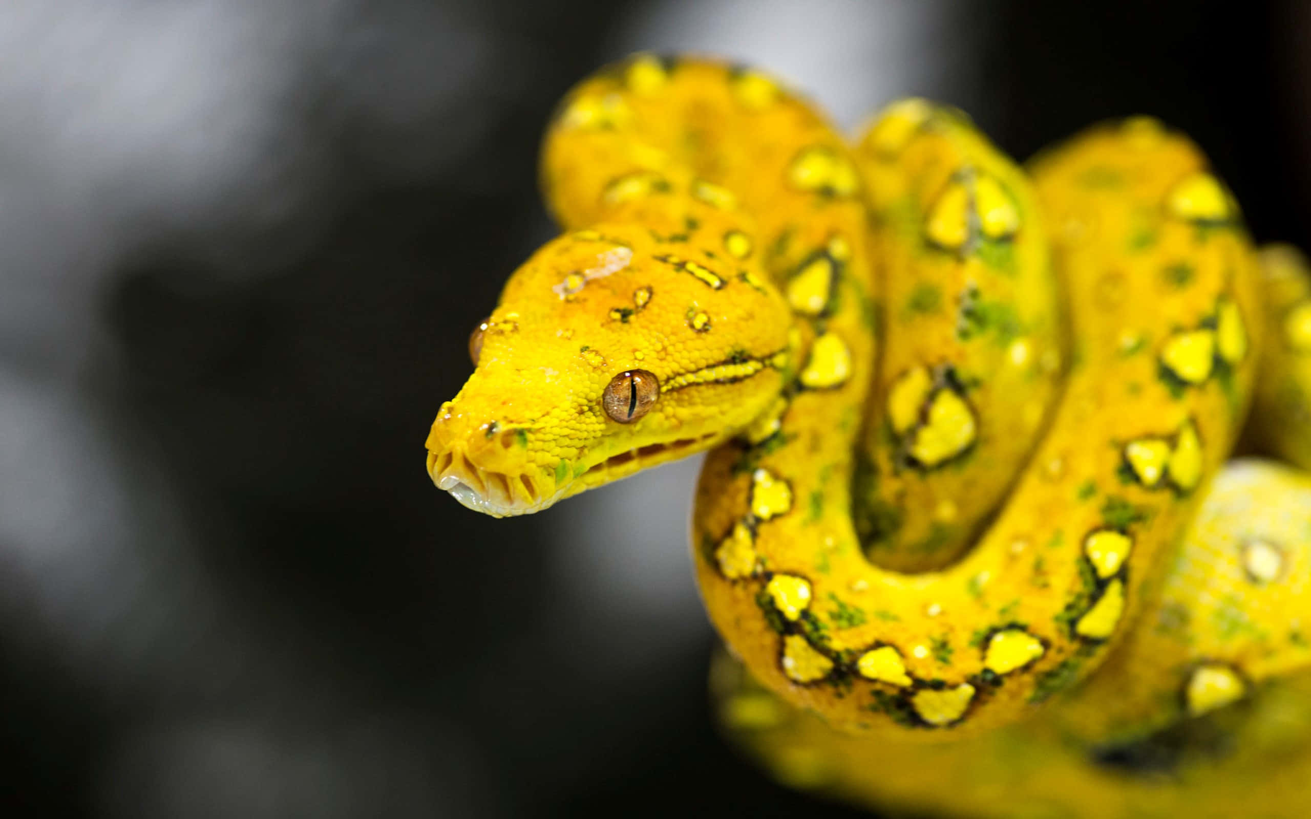 Yellow Snake 桌布 壁紙 — 一條充滿活力的黃綠色樹蟒纏繞著，在黑暗模糊的背景前用強烈的琥珀色眼睛凝視。