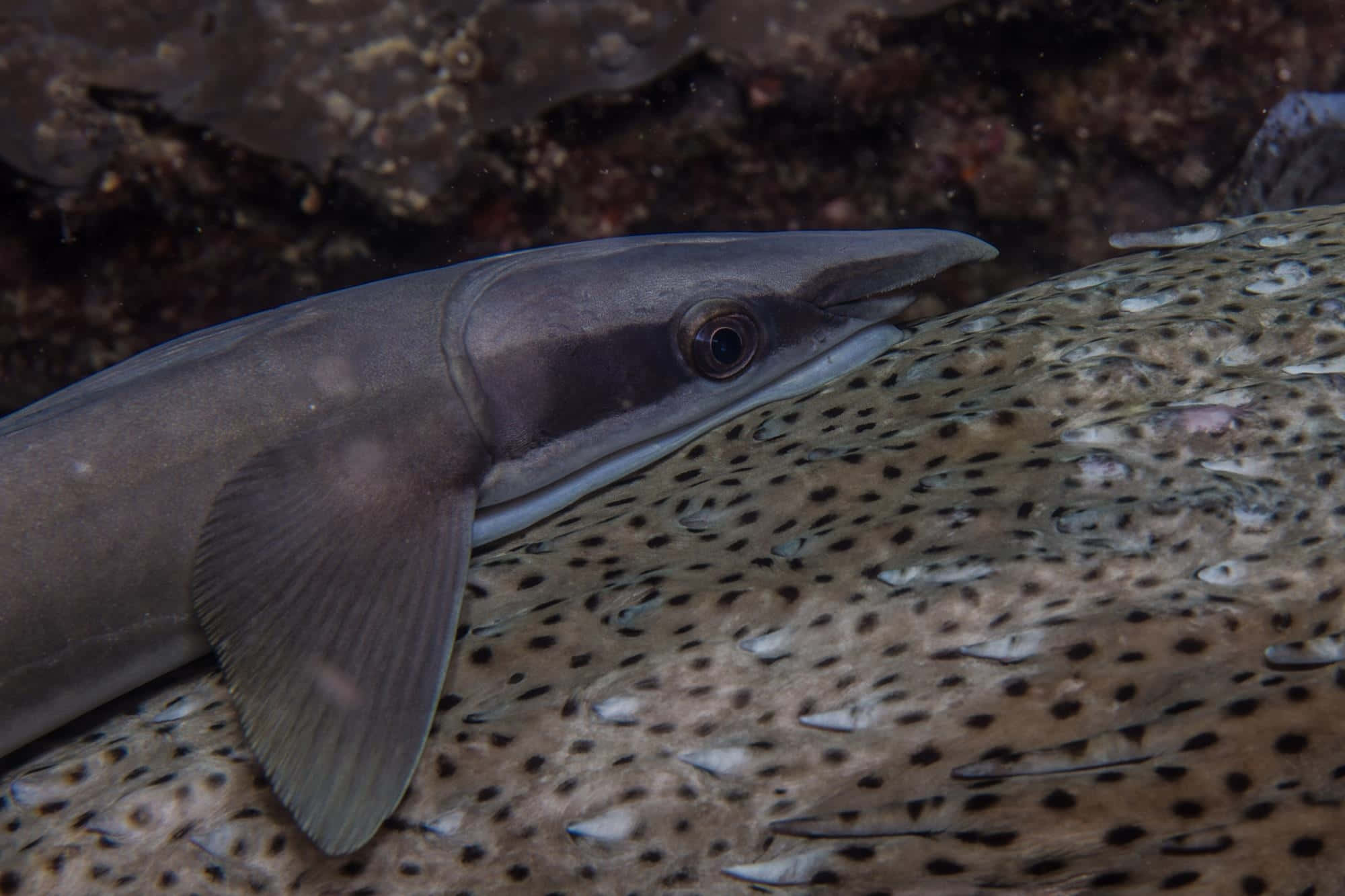 Remora 桌布 壁紙 — 一條光滑的灰色鯊魚在昏暗的燈光下，在黑暗的海床上休息，旁邊有一條斑點鰩魚。