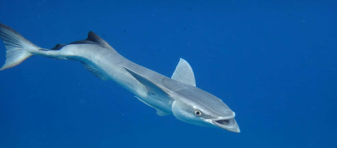 Remora 桌布 壁紙 — 一條光滑的銀色鯊魚張開少少嘴，喺清澈嘅藍色海水入面滑行。