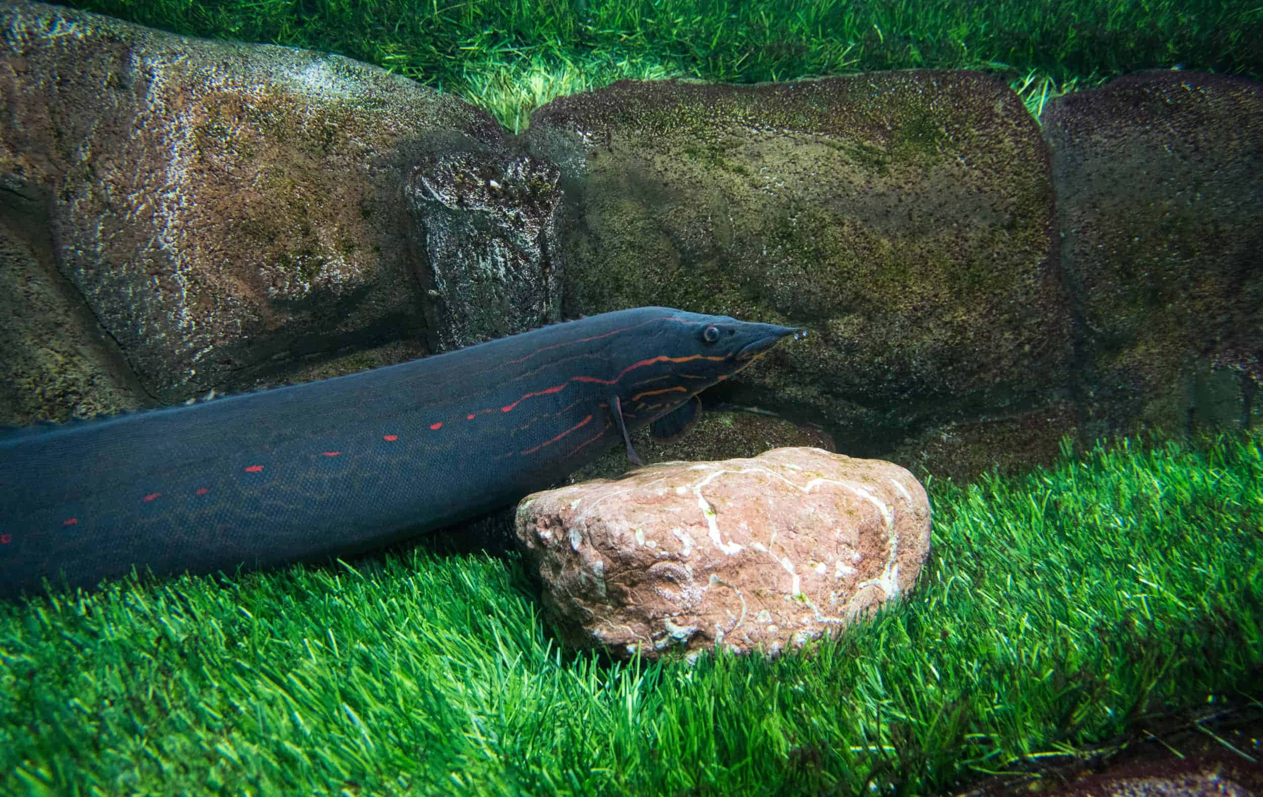 Eel 桌布 壁紙 — 一條光滑的黑色電鰻帶有紅色斑紋，在長滿苔蘚的石牆旁邊的鮮綠色草地上休息。