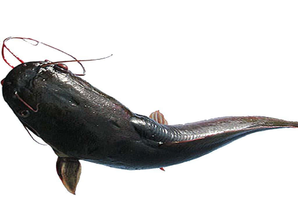 catfish 桌布 壁紙 — 一條光滑的黑鯰魚，長著紅色長鬚和閃亮鱗片，在純白背景上休息。