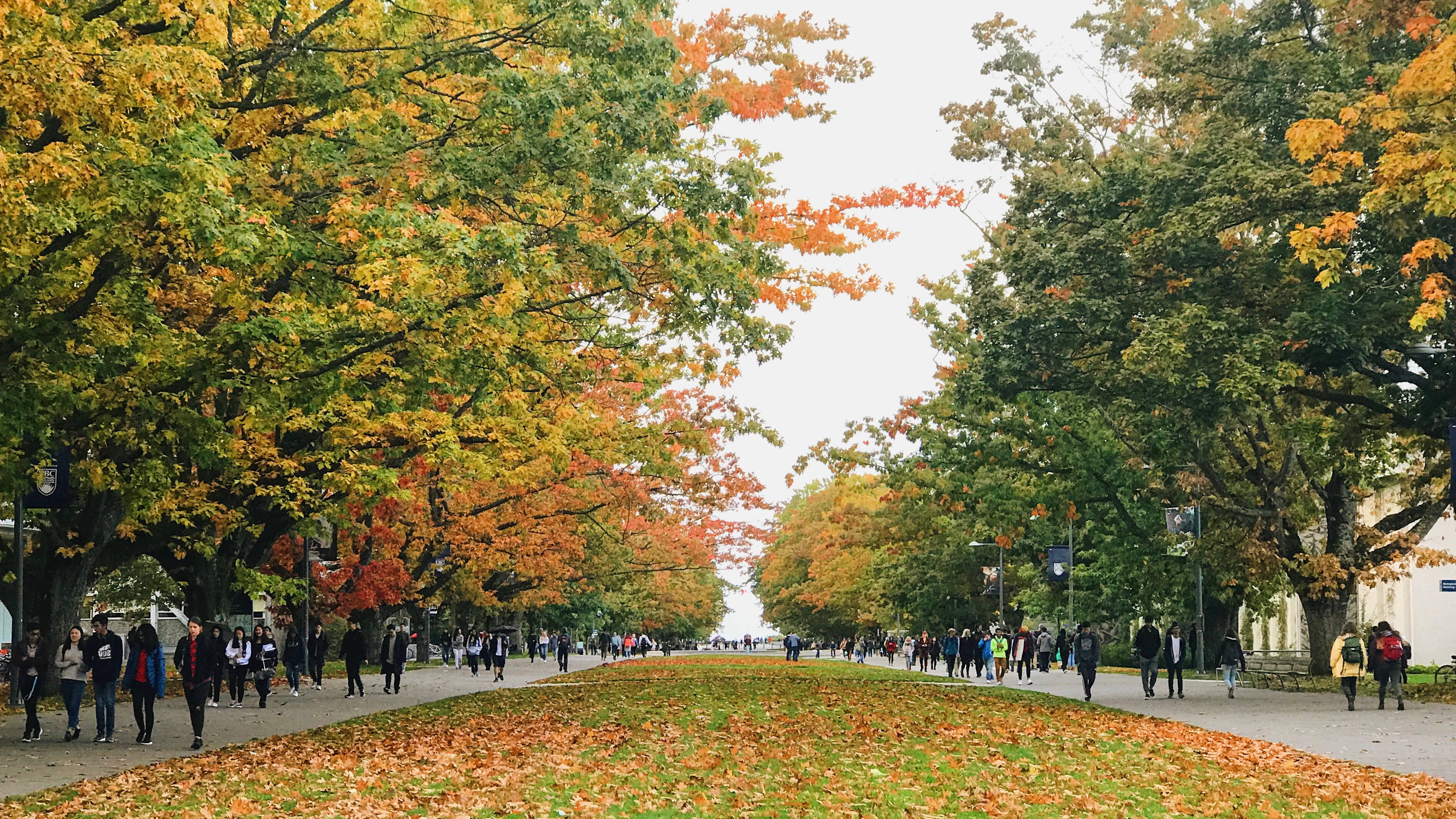 University 桌布 壁紙 — 一條兩旁種滿樹木的秋日大道，人們在充滿活力的橙色和綠色樹葉下漫步。