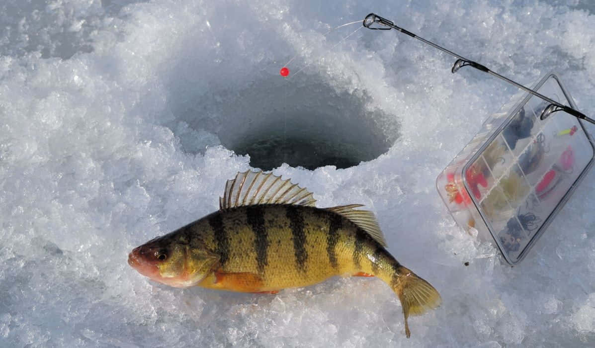 Ice Fishing 桌布 壁紙 — 一條剛捕獲的黃鱸躺在雪冰上，旁邊有一個冰釣洞和釣具箱。
