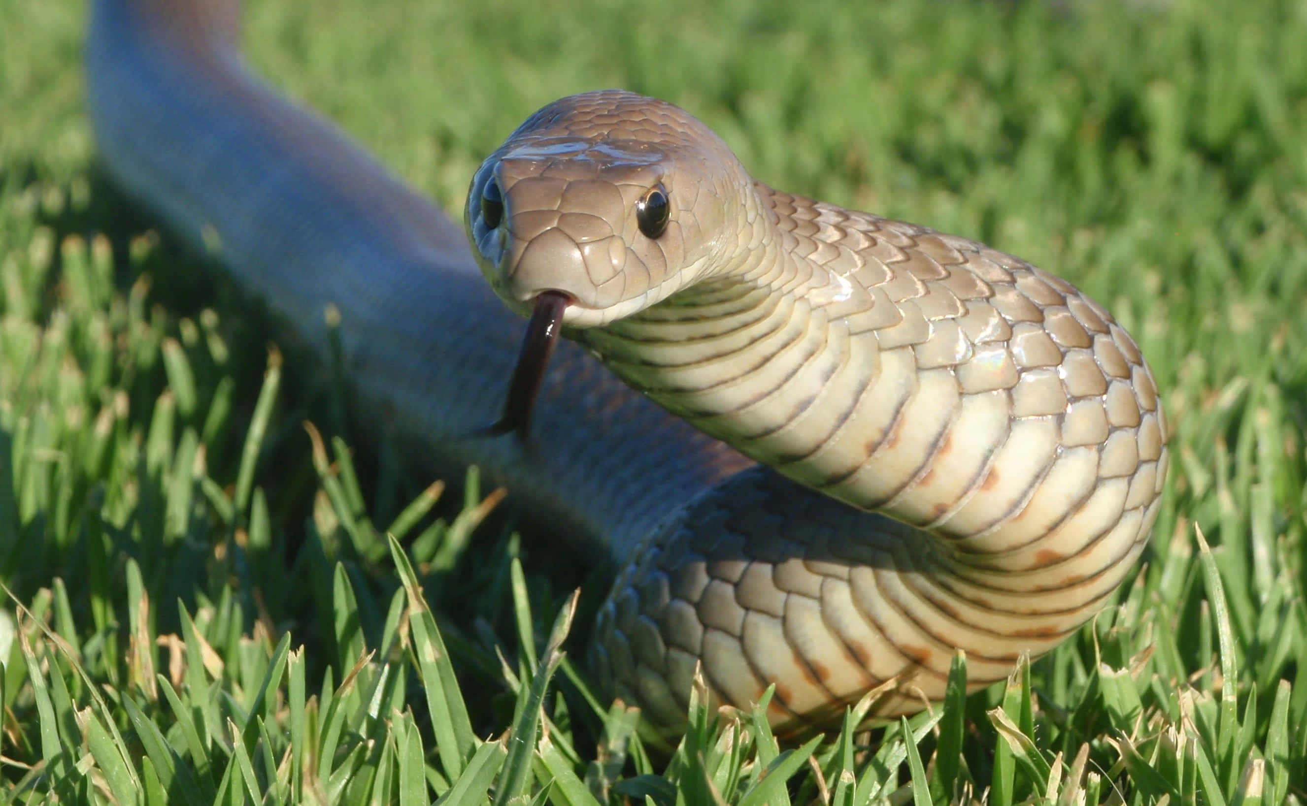 Brown Snake 桌布 壁紙 — 一條啡色蛇，身上有圖案，吐著舌頭，在鮮綠色草地上盤繞，特寫鏡頭，陽光普照。