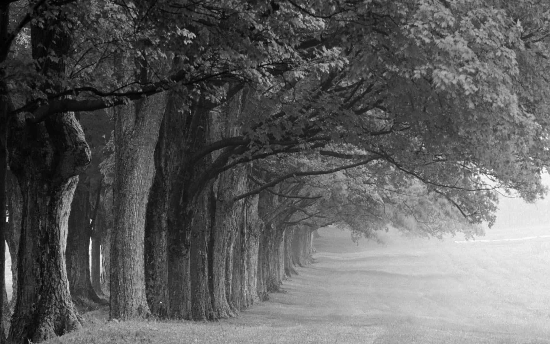 Black And White Landscape 桌布 壁紙 — 一條單色小徑兩旁種滿高聳的樹木，在頭頂上形成拱形，在霧氣瀰漫的早晨空氣中營造出寧靜的隧道效果。