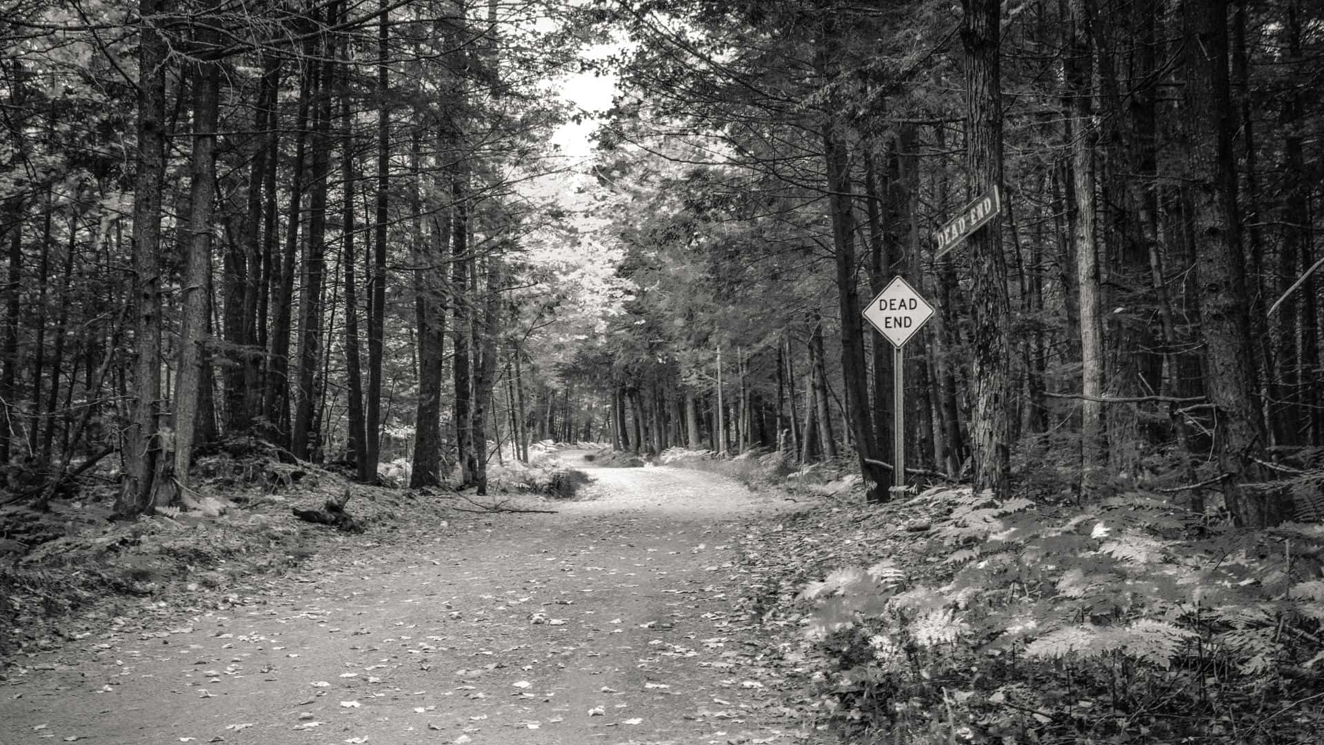 Haunted Forests 桌布 壁紙 — 一條單色森林道路在高大的樹木下蜿蜒進入黑暗，一個「DEAD END」標誌像哨兵一樣矗立。