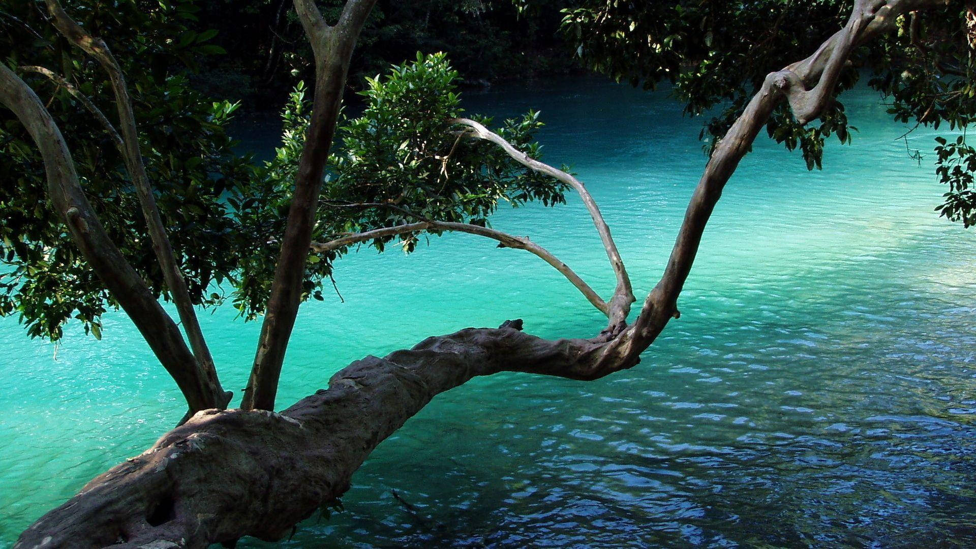 樹 桌布 壁紙 — 一條多節的樹枝彎曲在清澈碧綠的水面上，周圍是茂密的綠色樹葉。