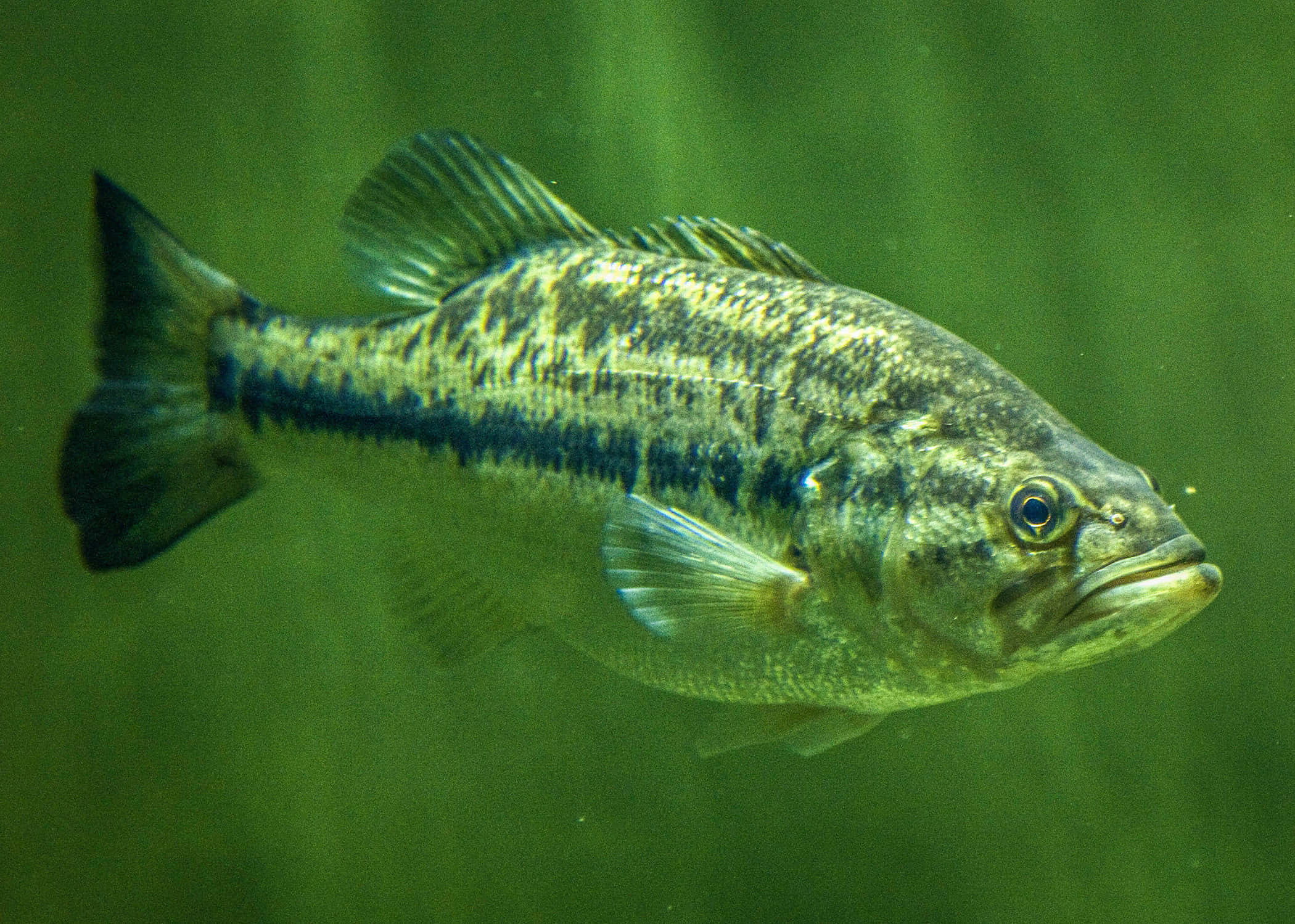 Black Sea Bass 桌布 壁紙 — 一條大口黑鱸在渾濁的綠色水中優雅地游動，背景中可見水生植物。