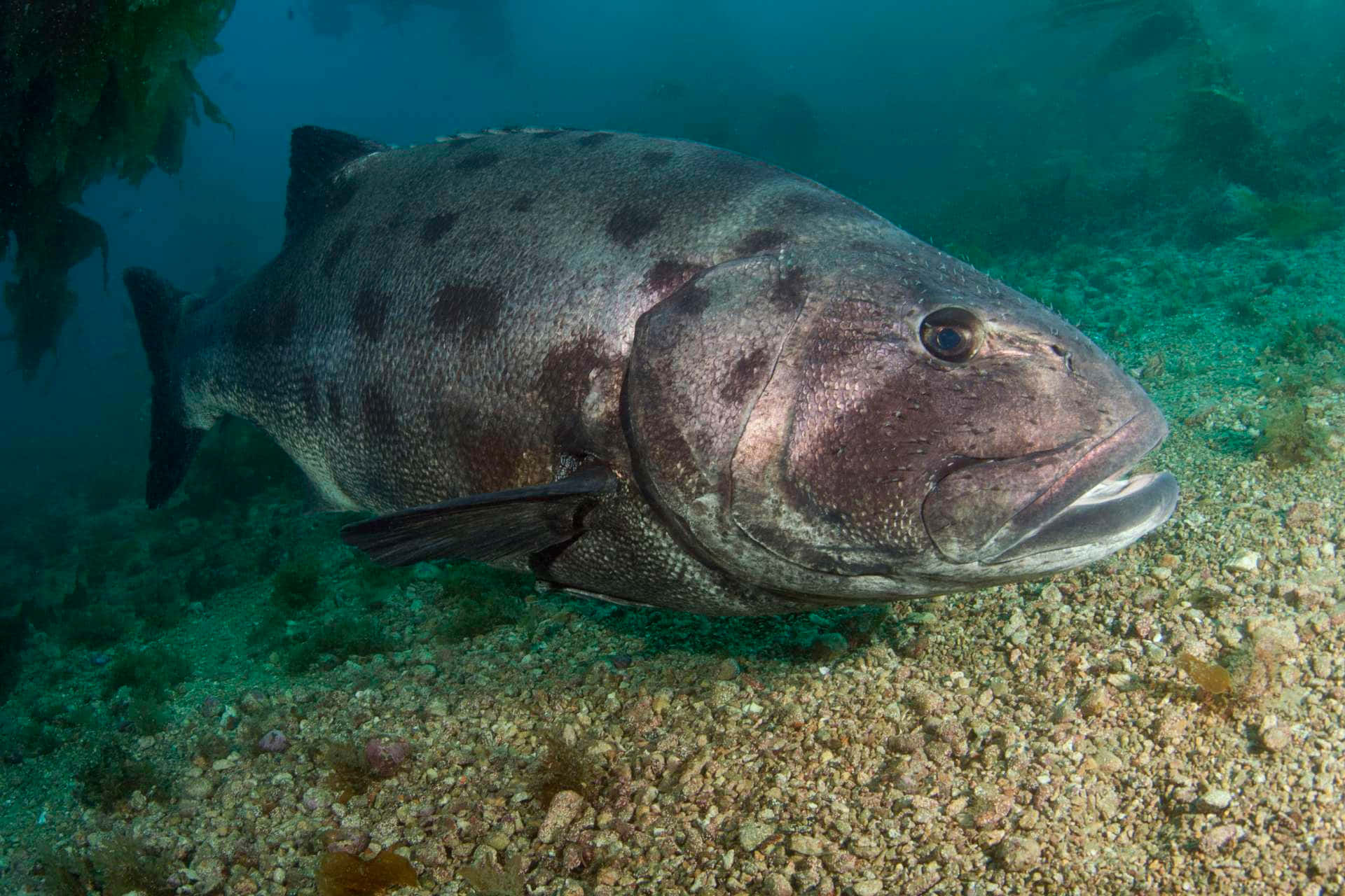 Black Sea Bass 桌布 壁紙 — 一條大型斑點魚在沙質海床上休息，上方有海藻在碧綠色的水中搖曳。