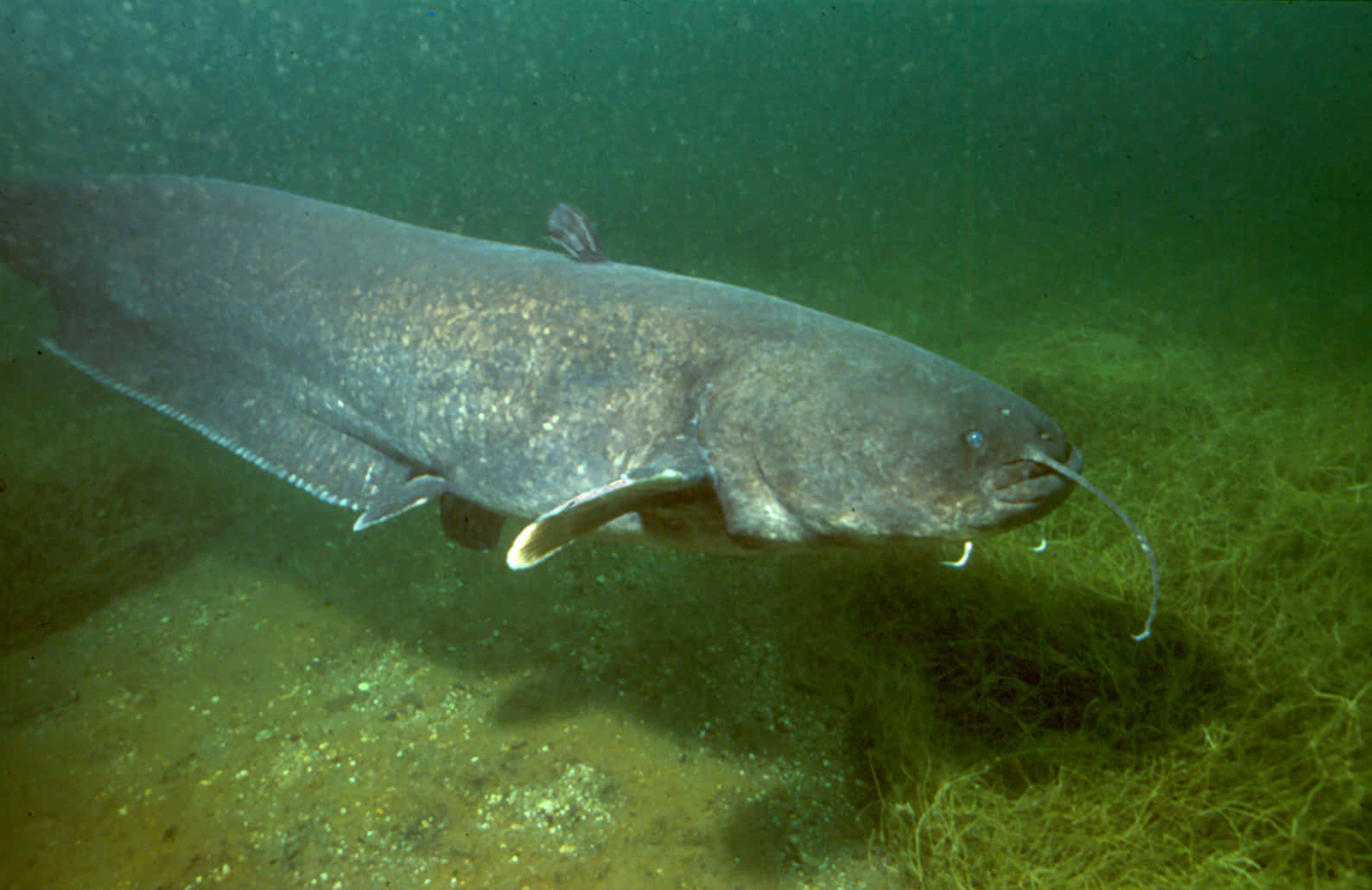 catfish 桌布 壁紙 — 一條大型灰色鯰魚喺沙質底部同稀疏水生植物上面嘅渾濁綠水中滑行。