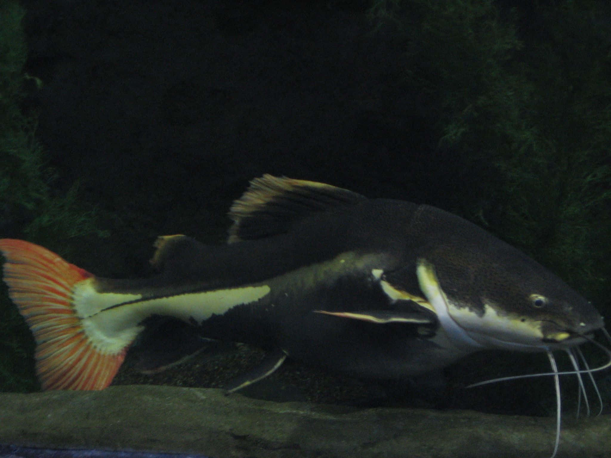 catfish 桌布 壁紙 — 一條大型黑色鯰魚，帶有鮮豔的橙色尾巴，在黑暗的水中優雅地滑行，靠近綠色植物。