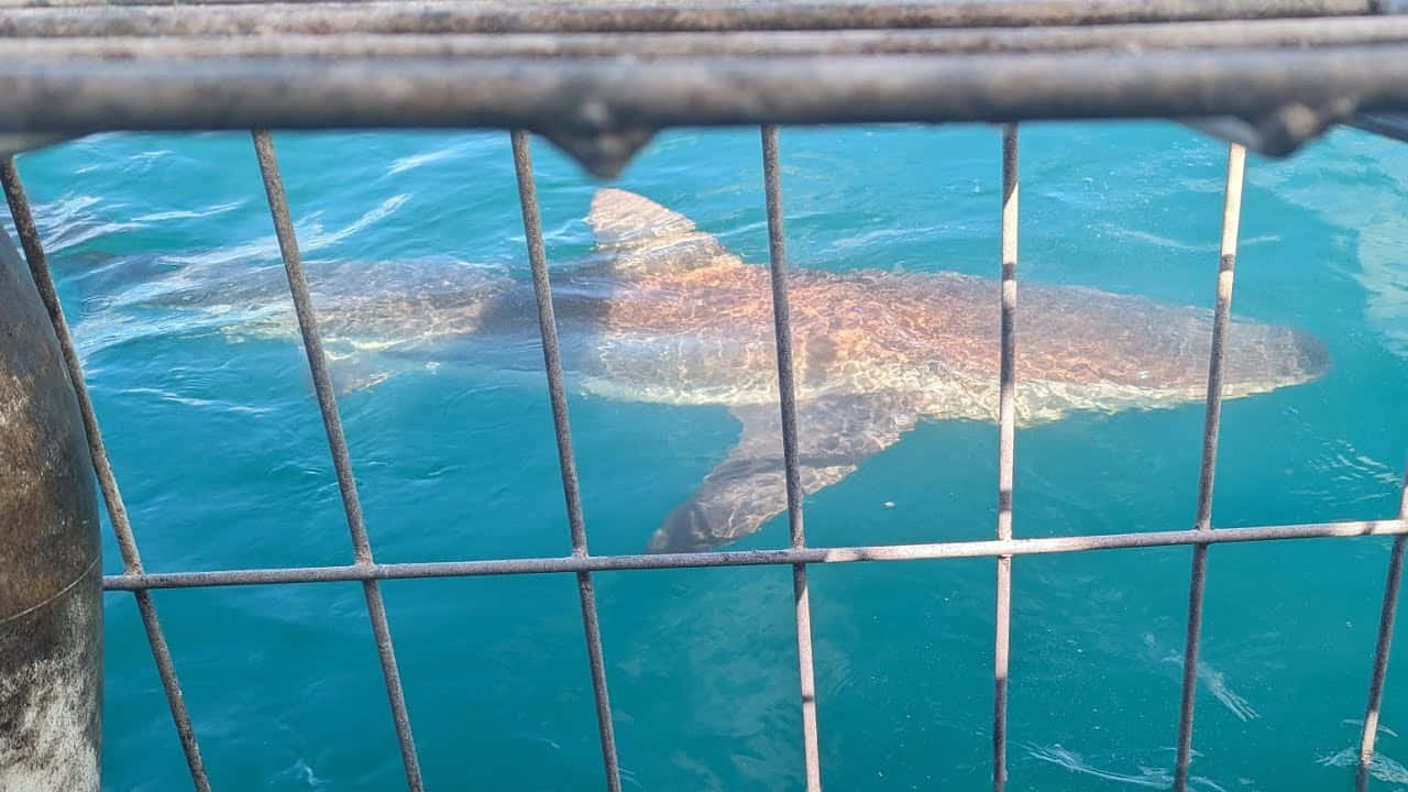 壁紙 — 一條大白鯊喺清澈嘅藍綠色海水入面，喺金屬籠下面平靜咁游緊。