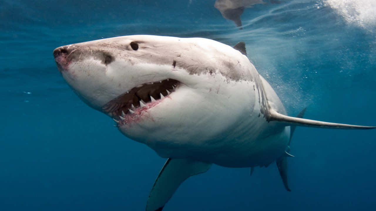 Scary Shark 桌布 壁紙 — 一條大白鯊張開嘴巴露出鋒利牙齒，強而有力地游過清澈的藍色海水。