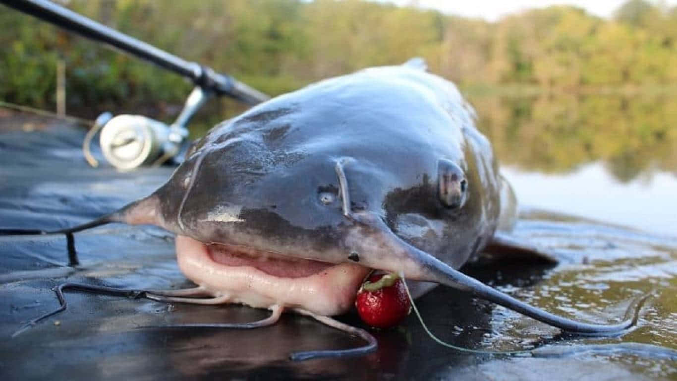 catfish 桌布 壁紙 — 一條大鯰魚嘴裡含著草莓，在靠近森林湖泊的船上休息。