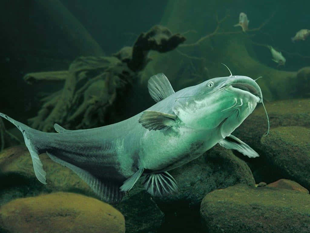 catfish 桌布 壁紙 — 一條大鯰魚在長滿青苔的岩石和淹沒的樹枝間，於渾濁的綠色水中優雅地游動。