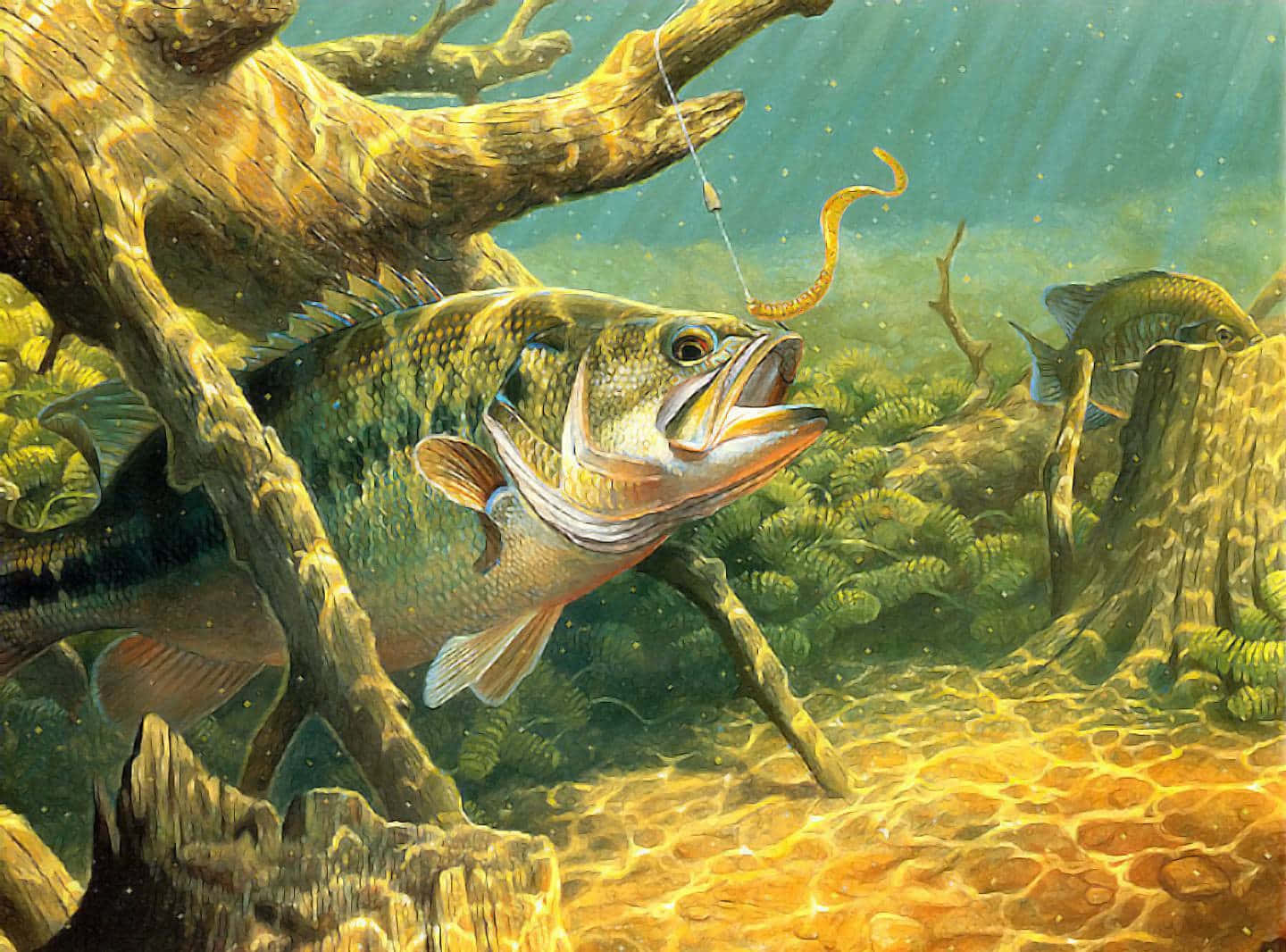 釣魚 桌布 壁紙 — 一條大鱸魚在清澈淺水中，向陽光照射的水下木頭附近的魚餌猛撲過去。