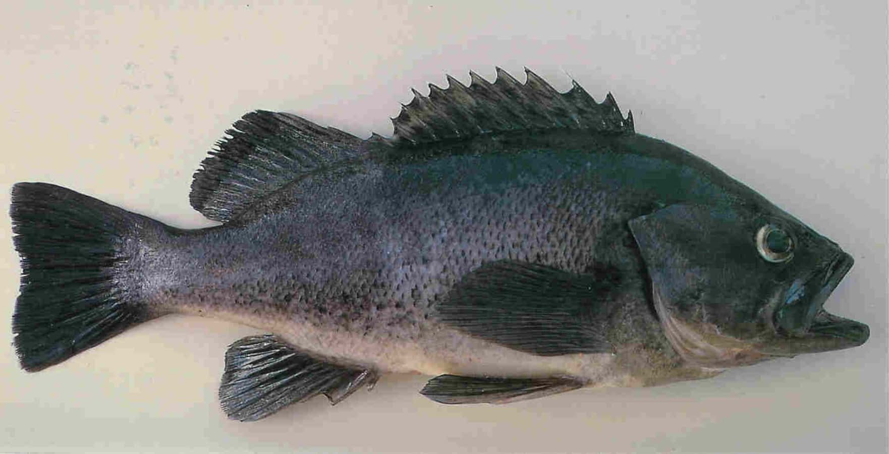 Black Sea Bass 桌布 壁紙 — 一條完整的深灰色魚，帶有尖刺的背鰭，躺在純粹的米白色表面上。