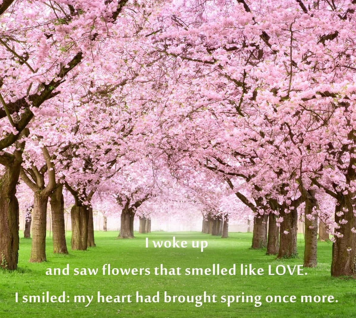 Spring Inspirational 桌布 壁紙 — 一條寧靜的小徑，兩旁開滿粉紅色的櫻花樹，在翠綠的草地上方形成拱形。
