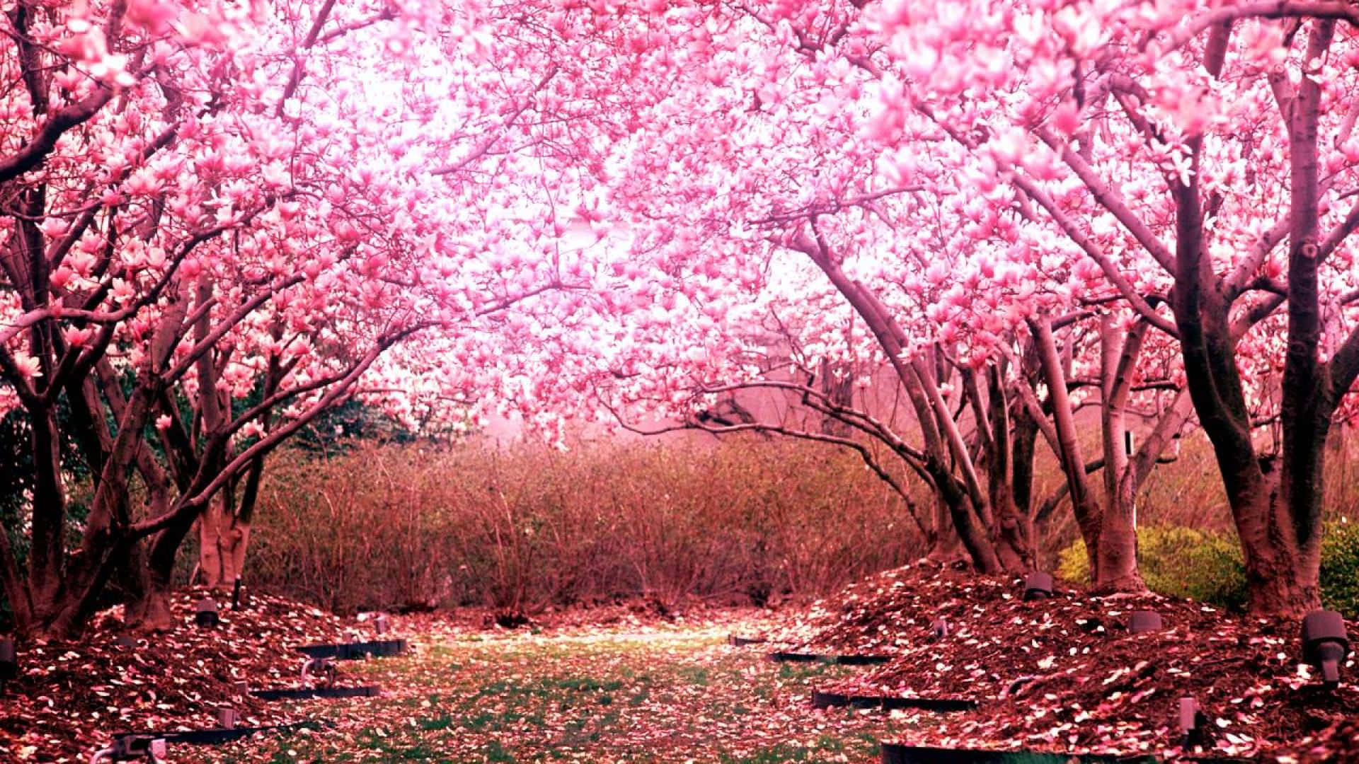 Cherry Blossom Tree 桌布 壁紙 — 一條寧靜的小徑蜿蜒在充滿活力的粉紅色木蘭花樹冠下，落花鋪滿地面。