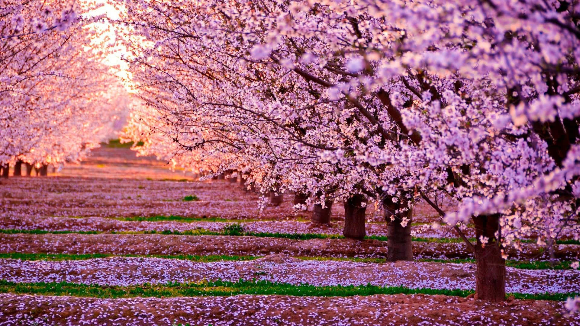 Cherry Blossom Tree 桌布 壁紙 — 一條寧靜的小徑蜿蜒穿過一排排櫻花樹，在日落時分散發著柔和的粉紅色調，花瓣鋪滿地面。