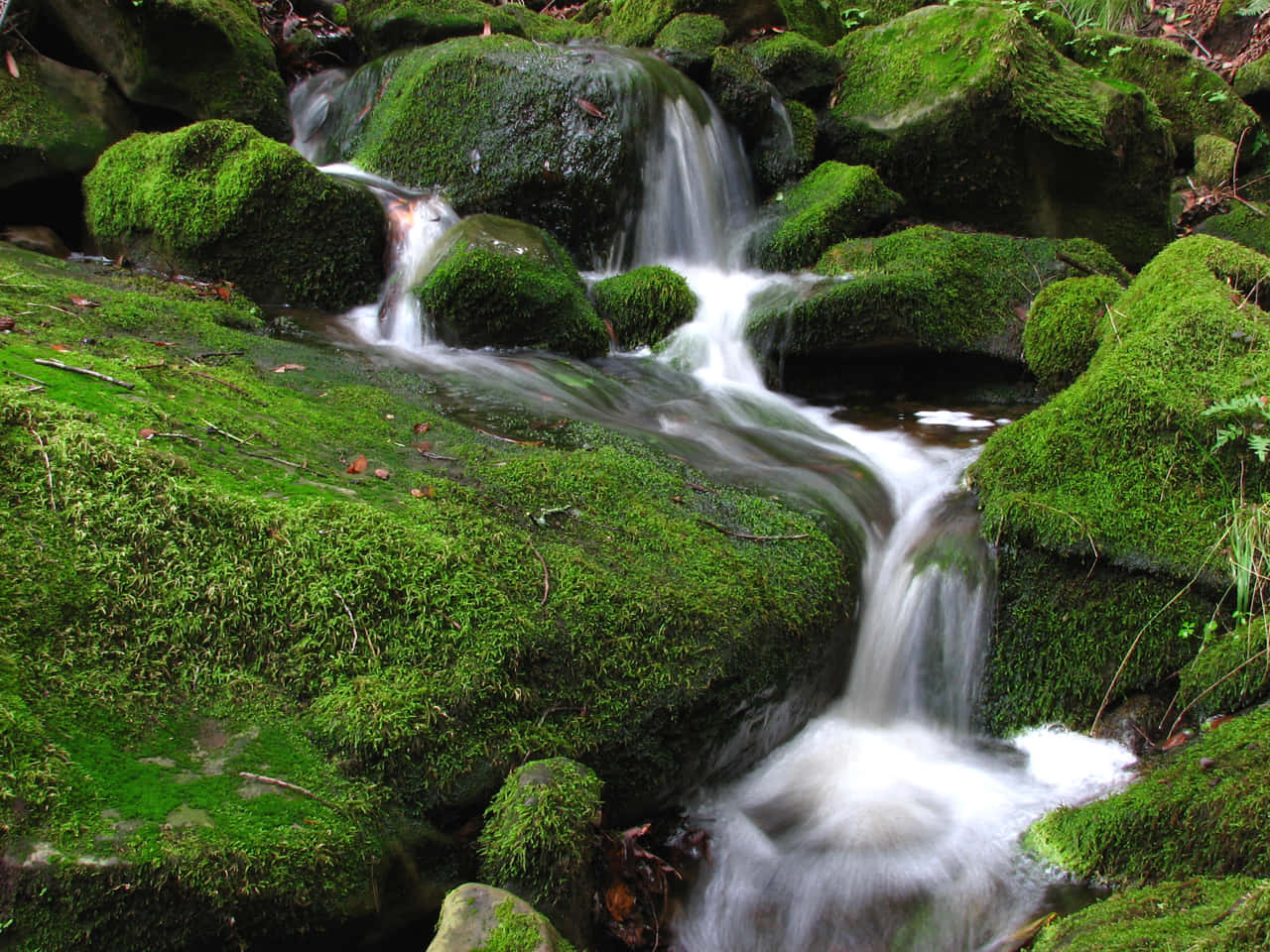 Eco-tourism 桌布 壁紙 — 一條寧靜的山間溪流在茂密的森林中流過長滿苔蘚的岩石，形成柔和的白色瀑布和翠綠的紋理。