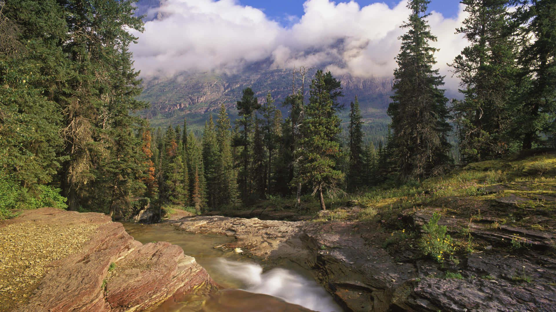 Montana 桌布 壁紙 — 一條寧靜的山間溪流流過茂密的松樹林，上方有霧氣繚繞的山峰和蓬鬆的雲朵。