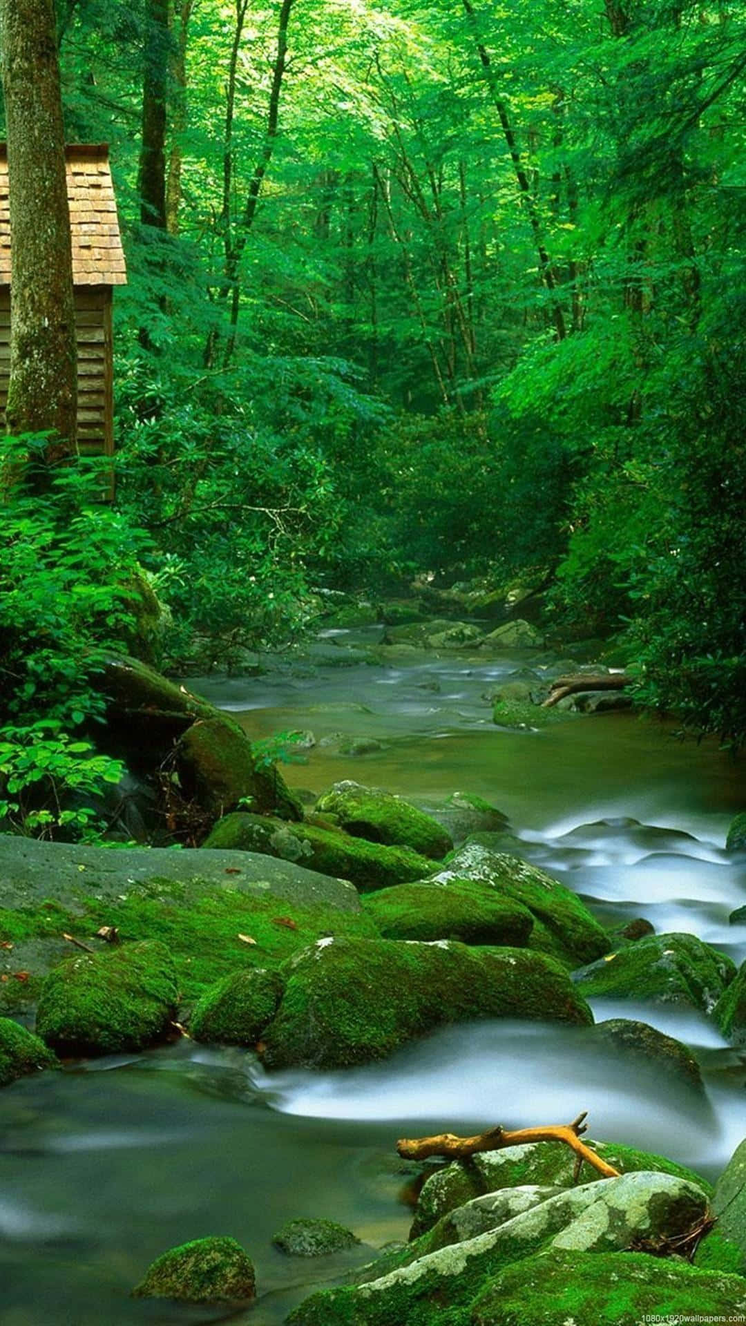 3d Forest 桌布 壁紙 — 一條寧靜的森林溪流流過長滿苔蘚的岩石，木屋坐落在高聳的綠樹之間。
