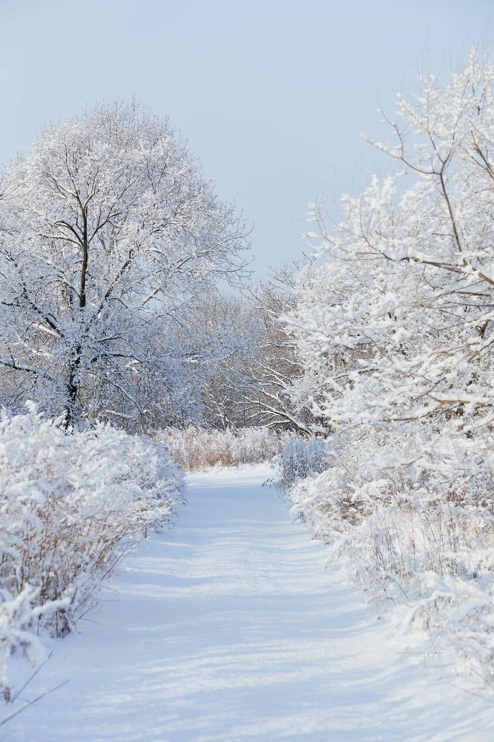 Cute Winter Aesthetic 桌布 壁紙 — 一條寧靜的積雪小徑蜿蜒穿過霜凍的樹木，上方是清澈淡藍的冬日天空。