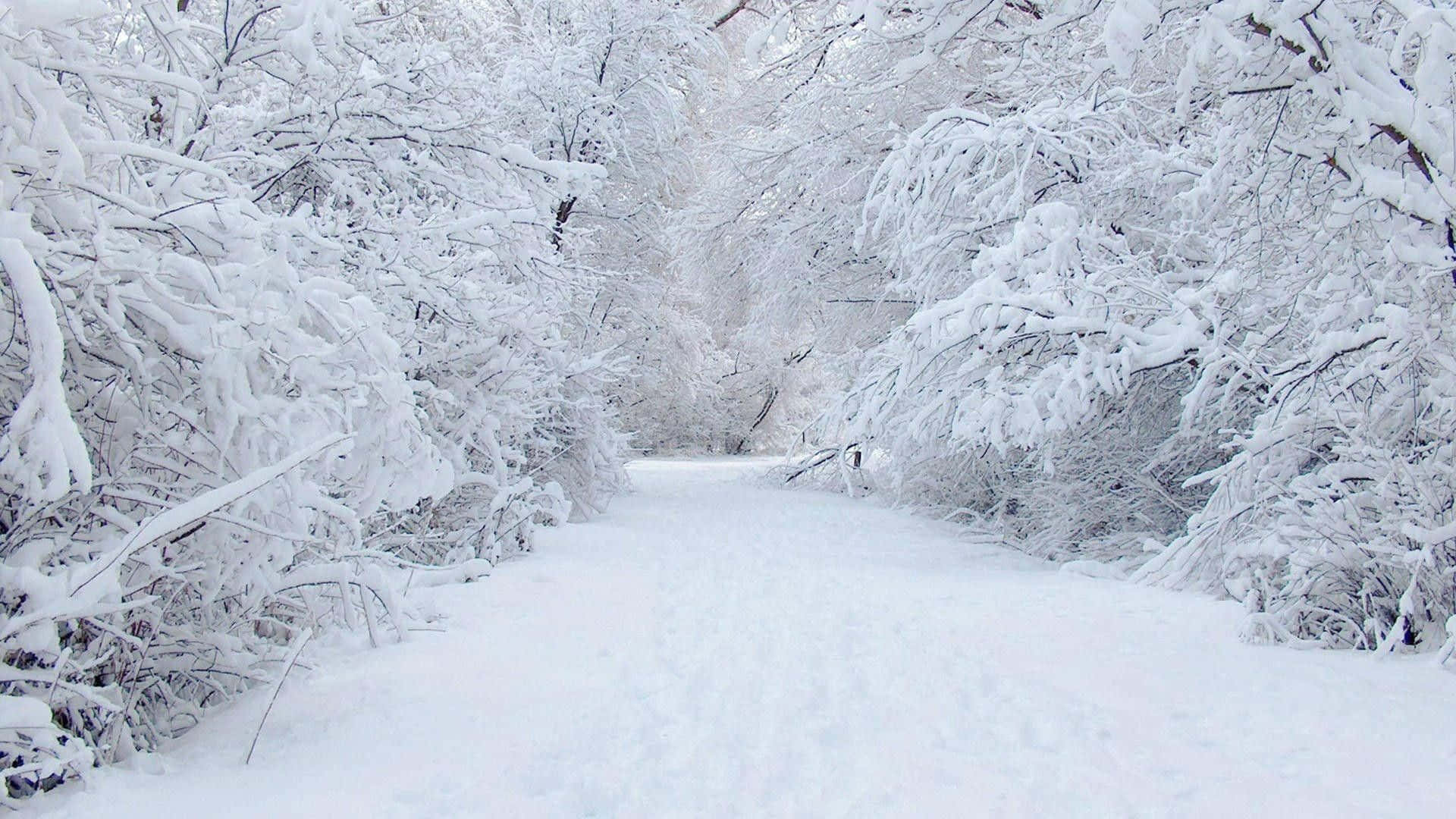 winter wonderland 桌布 壁紙 — 一條寧靜的積雪森林小徑蜿蜒穿過在柔和日光下掛滿純淨白雪的樹木。