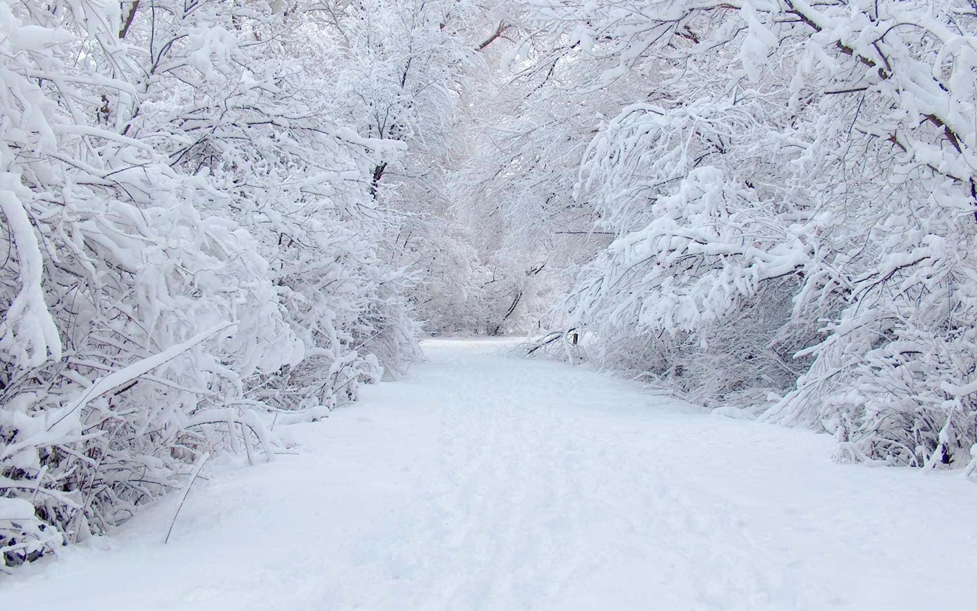 道路 桌布 壁紙 — 一條寧靜的積雪森林小徑蜿蜒穿過在柔和日光下掛滿純白積雪的樹木。