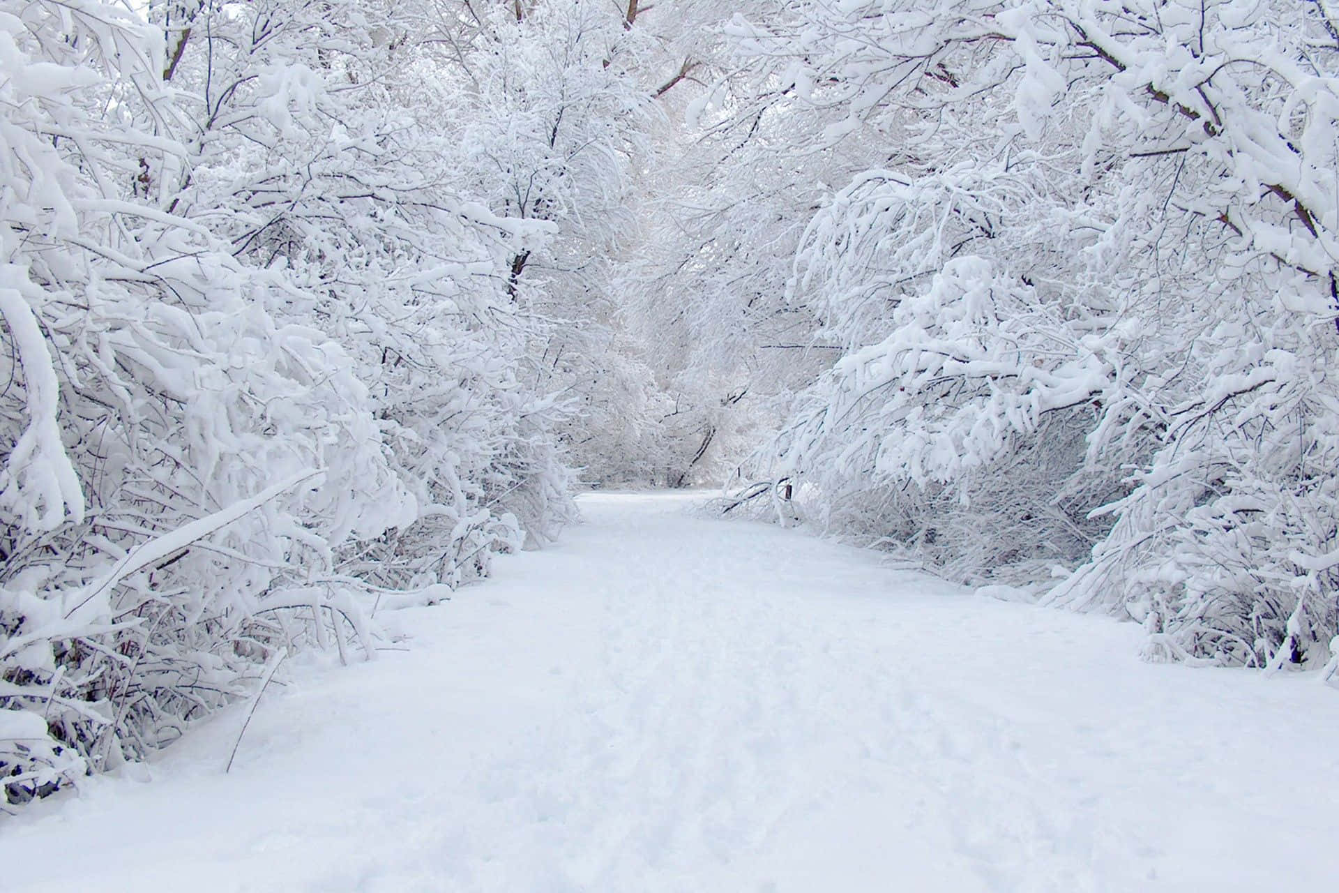 Snow Trees 桌布 壁紙 — 一條寧靜的積雪森林小徑蜿蜒穿過在柔和日光下掛滿純白積雪的樹木。