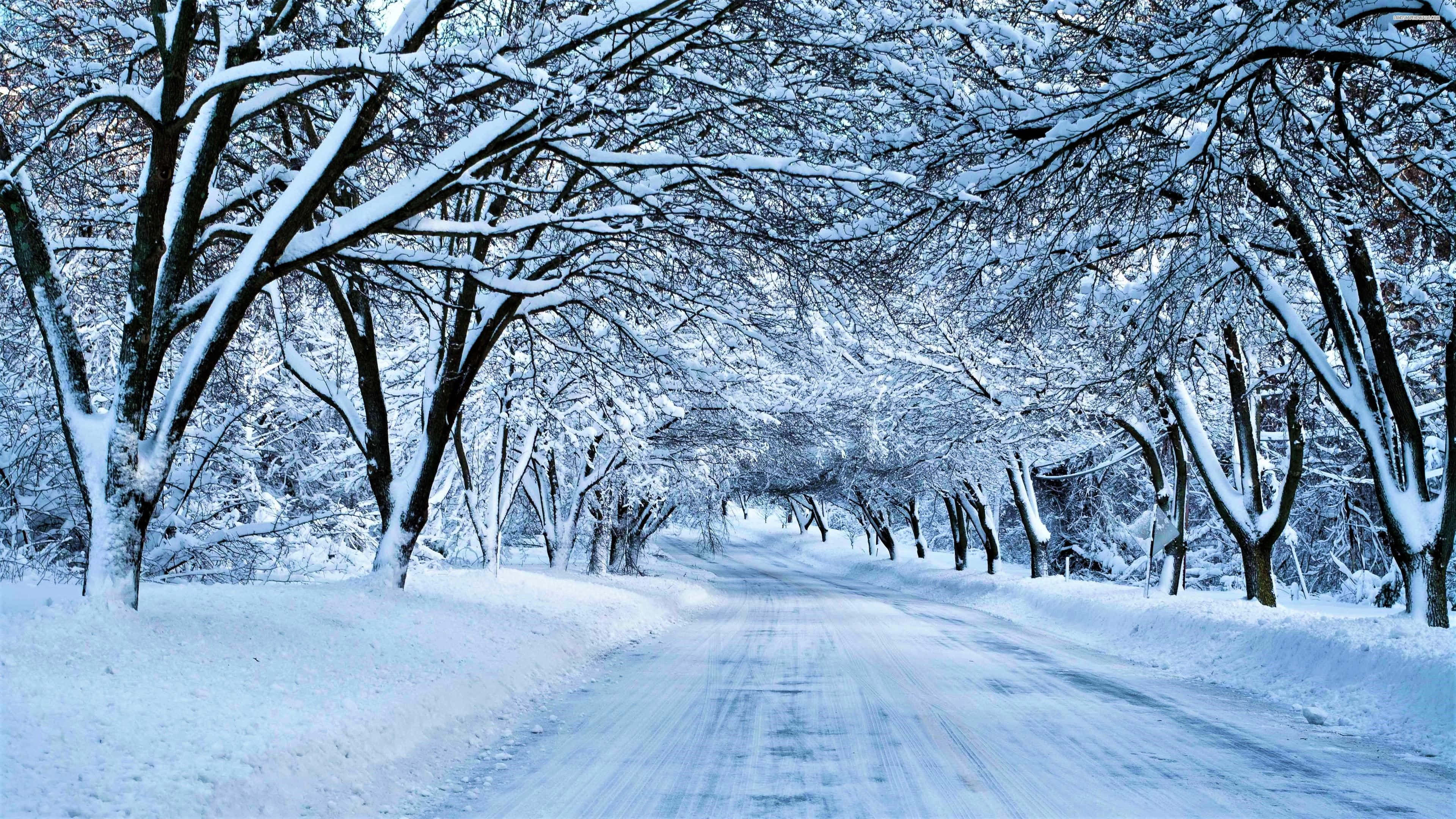 Icy Road 桌布 壁紙 — 一條寧靜的積雪道路蜿蜒穿過一片光禿禿的樹林，樹木在柔和的藍天下掛滿了白雪。