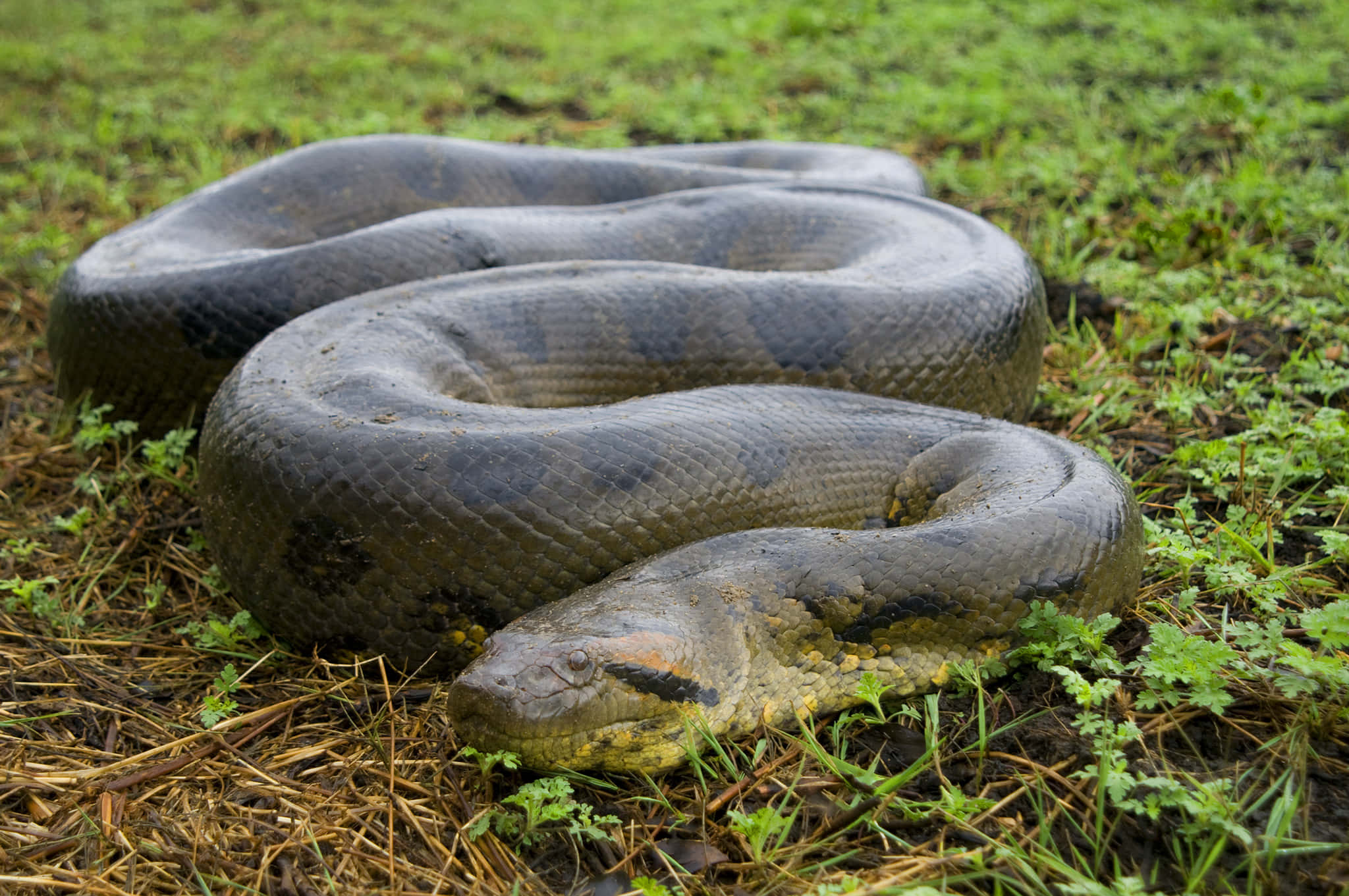 Anaconda 桌布 壁紙 — 一條巨大的水蟒在潮濕的草地和松針上平靜地盤繞，身處鬱鬱蔥蔥的森林地面。
