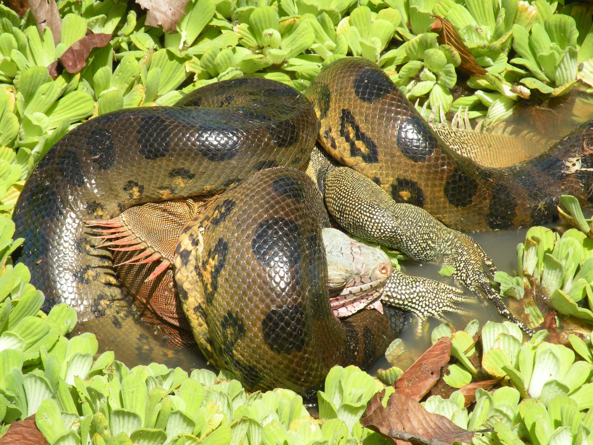 Anaconda 桌布 壁紙 — 一條巨大的水蟒緊緊纏繞著一隻部分浸沒在水中的凱門鱷，周圍環繞著茂盛的綠色睡蓮。