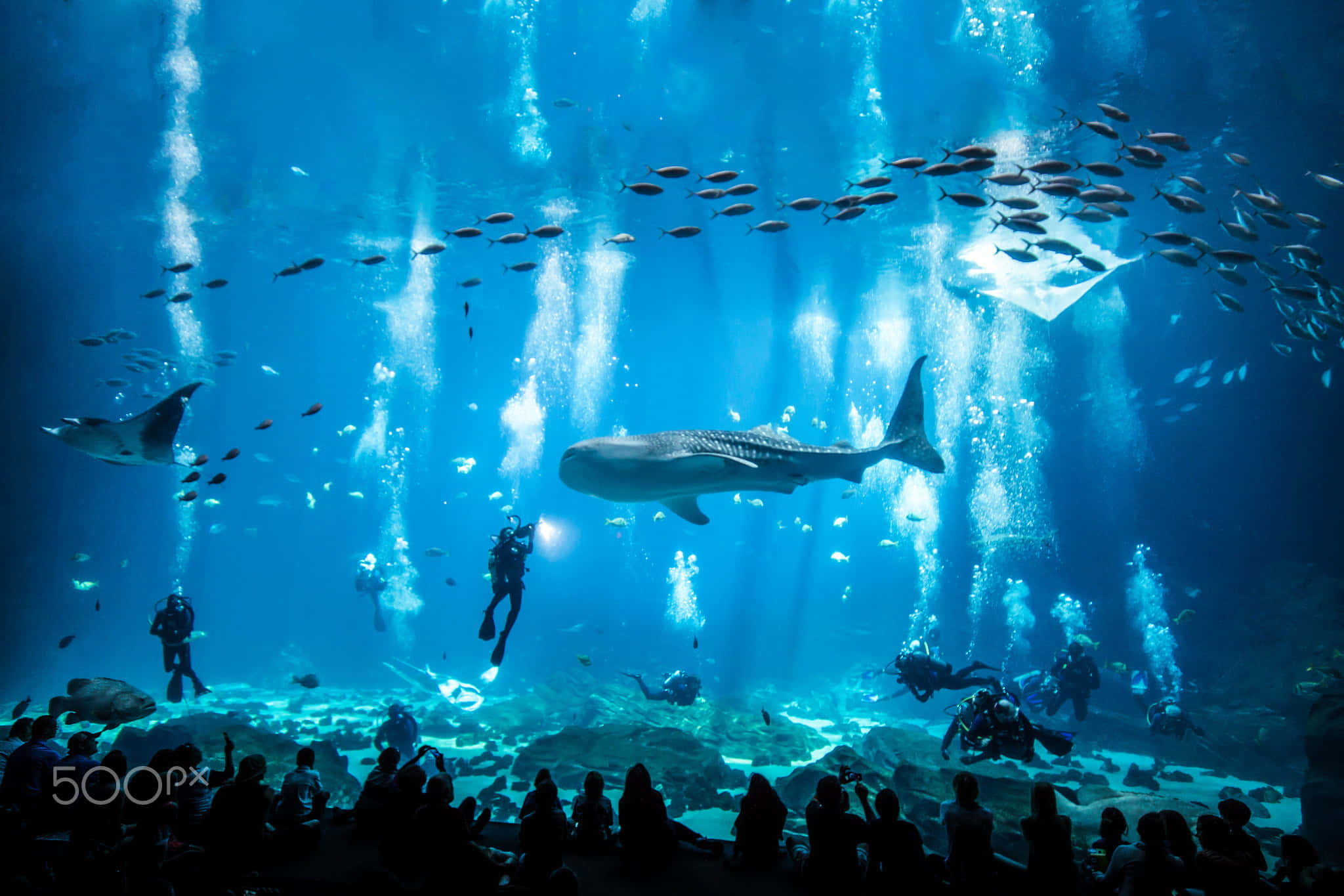 水族箱 桌布 壁紙 — 一條巨大的鯨鯊在陽光照射的藍色水族館中滑行，潛水員探索，魚群穿梭。