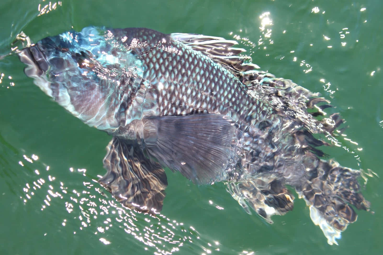 Black Sea Bass 桌布 壁紙 — 一條帶有圖案鱗片的大型深色魚在陽光閃爍漣漪的綠色水面附近游動。