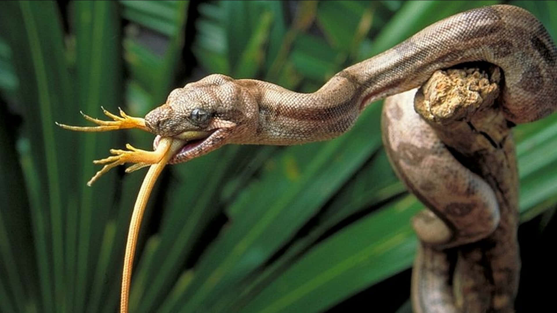 Brown Snake 桌布 壁紙 — 一條帶有圖案鱗片的棕色蛇纏繞在樹枝上，同時吞食一隻鮮黃色的蜥蜴，背景是茂密的綠色叢林。