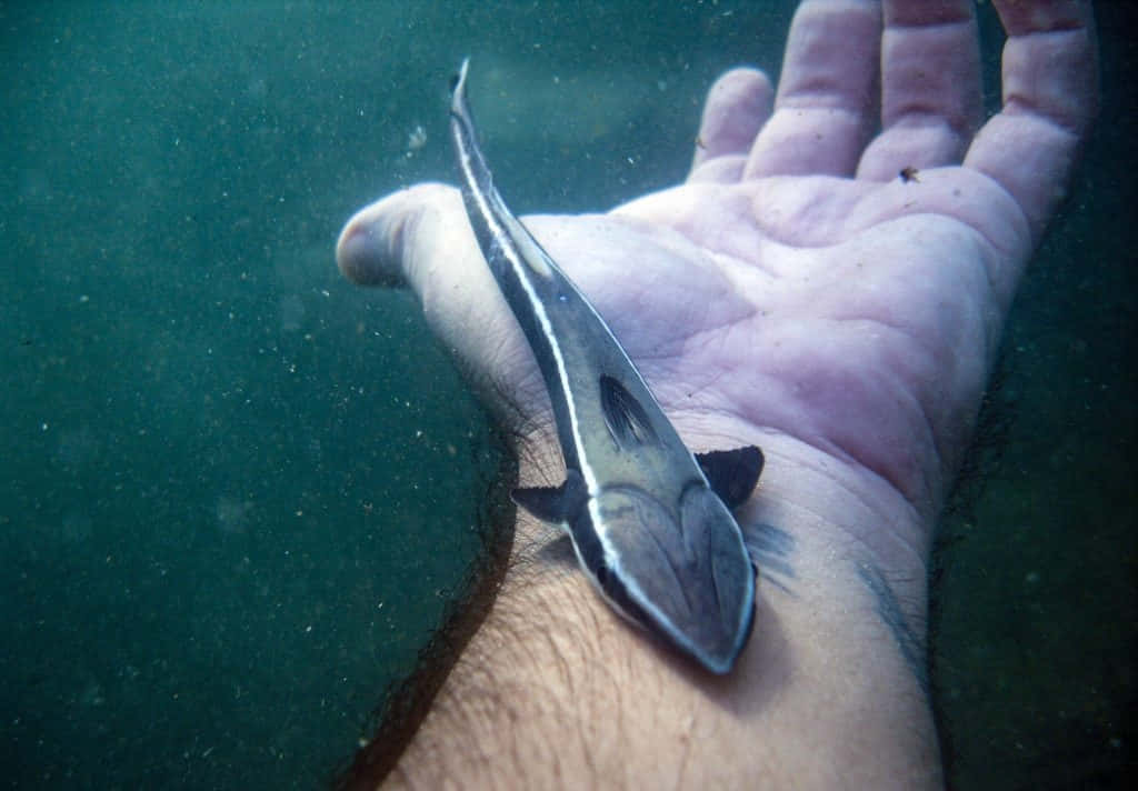 Remora 桌布 壁紙 — 一條帶有深色斑紋的小銀魚，輕輕地躺在水下渾濁綠水中伸出的的人手上。