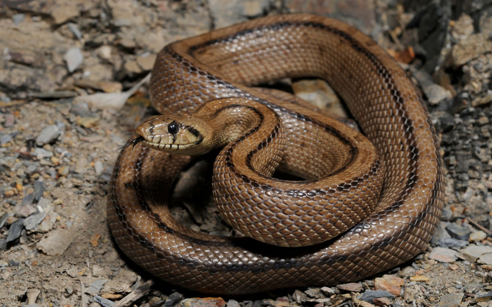 Brown Snake 桌布 壁紙 — 一條帶有深色條紋的棕色蛇警覺地蜷縮在碎石和乾燥泥土上休息。