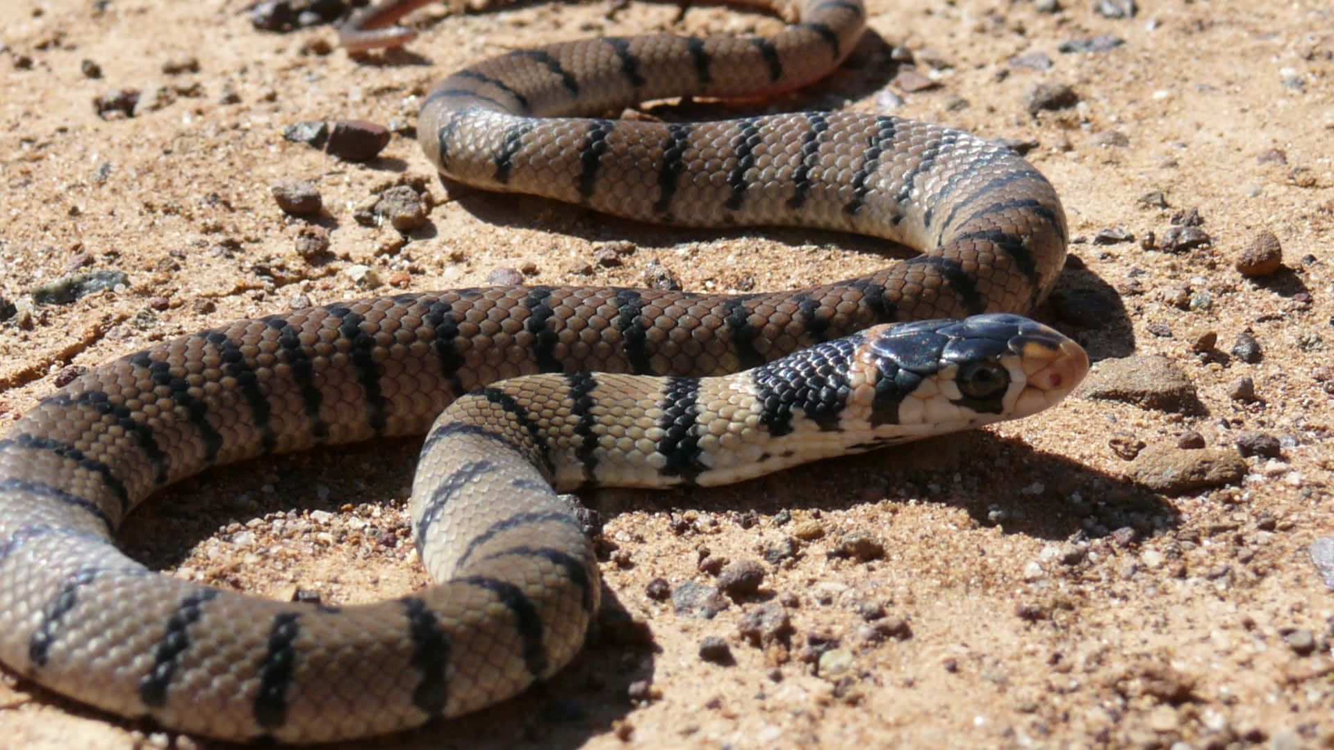 Brown Snake 桌布 壁紙 — 一條帶有黑色和棕褐色條紋的蛇在陽光照耀的沙地上蜷曲，地上散落著小石頭。
