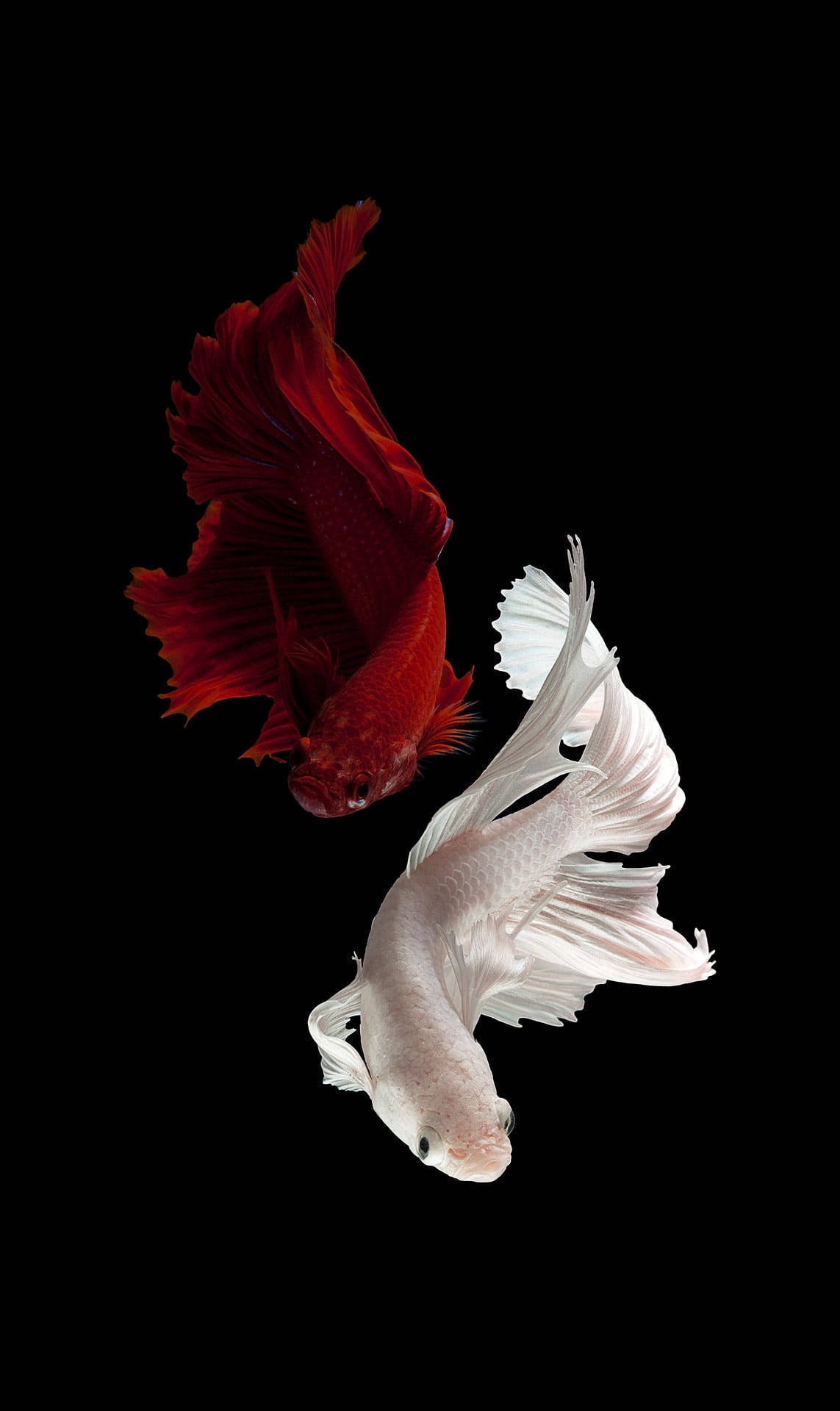 Beautiful Fish 桌布 壁紙 — 一條引人注目的紅白鬥魚在純黑色背景下優雅地游動，展示其流動的鰭和鮮豔的色彩。