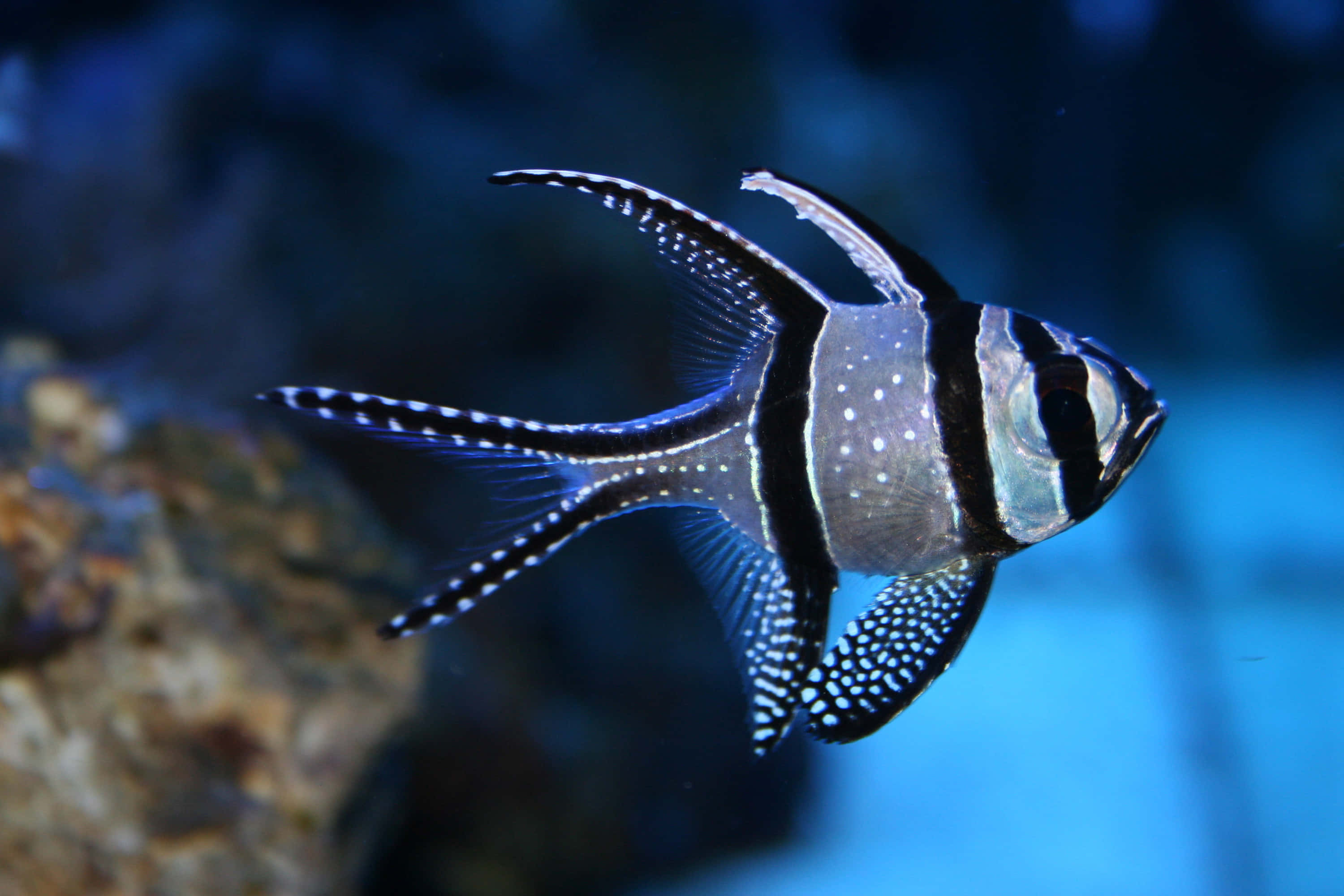 3d Fish 桌布 壁紙 — 一條引人注目的黑白條紋魚，帶有斑點魚鰭，在深藍色的水族箱水中靠近岩石露頭優雅地滑行。